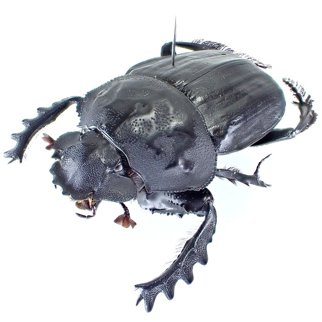 モザンビーク産 Pachylomera femoralis ♀ 38mm