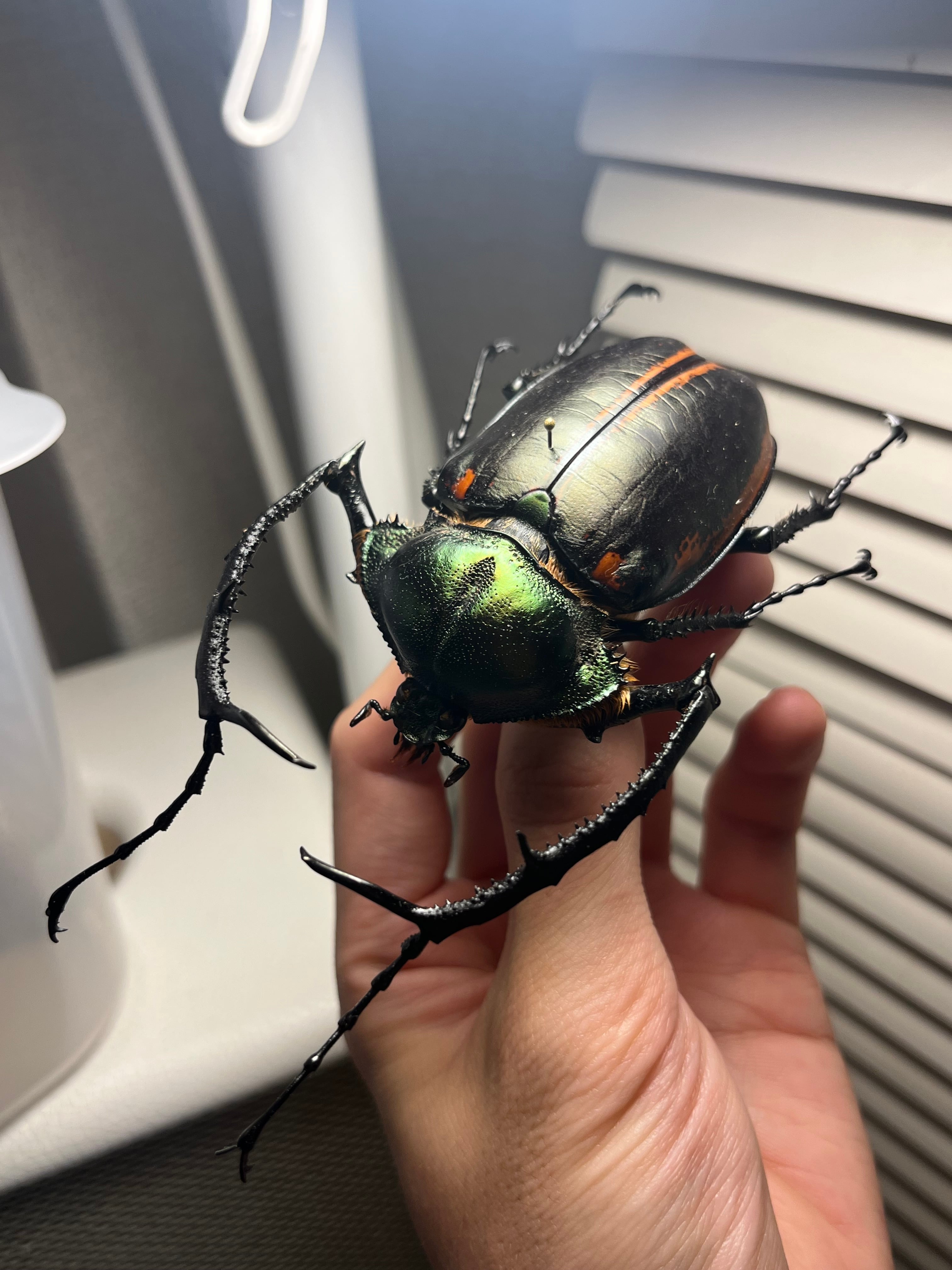 標本 | オモニキチュウ