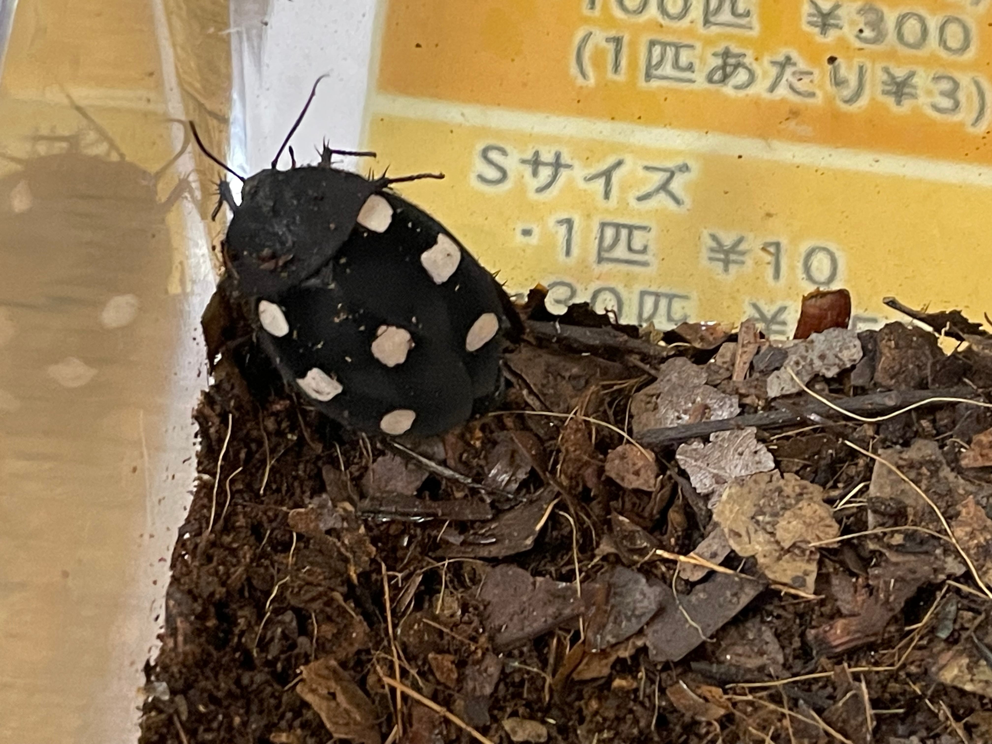 デュビア成虫♂50♀100×3 デュビア成虫♂50♀100×3 【公式通販】