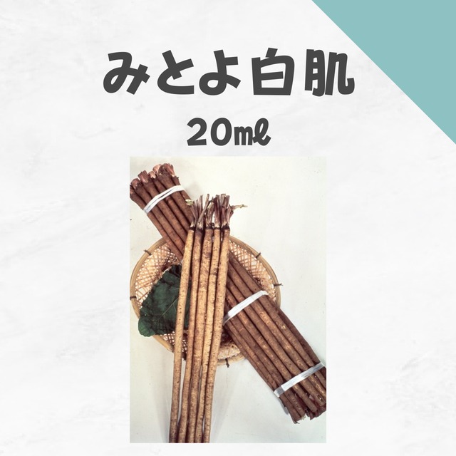 みとよ白肌　ゴボウ種子・20ml