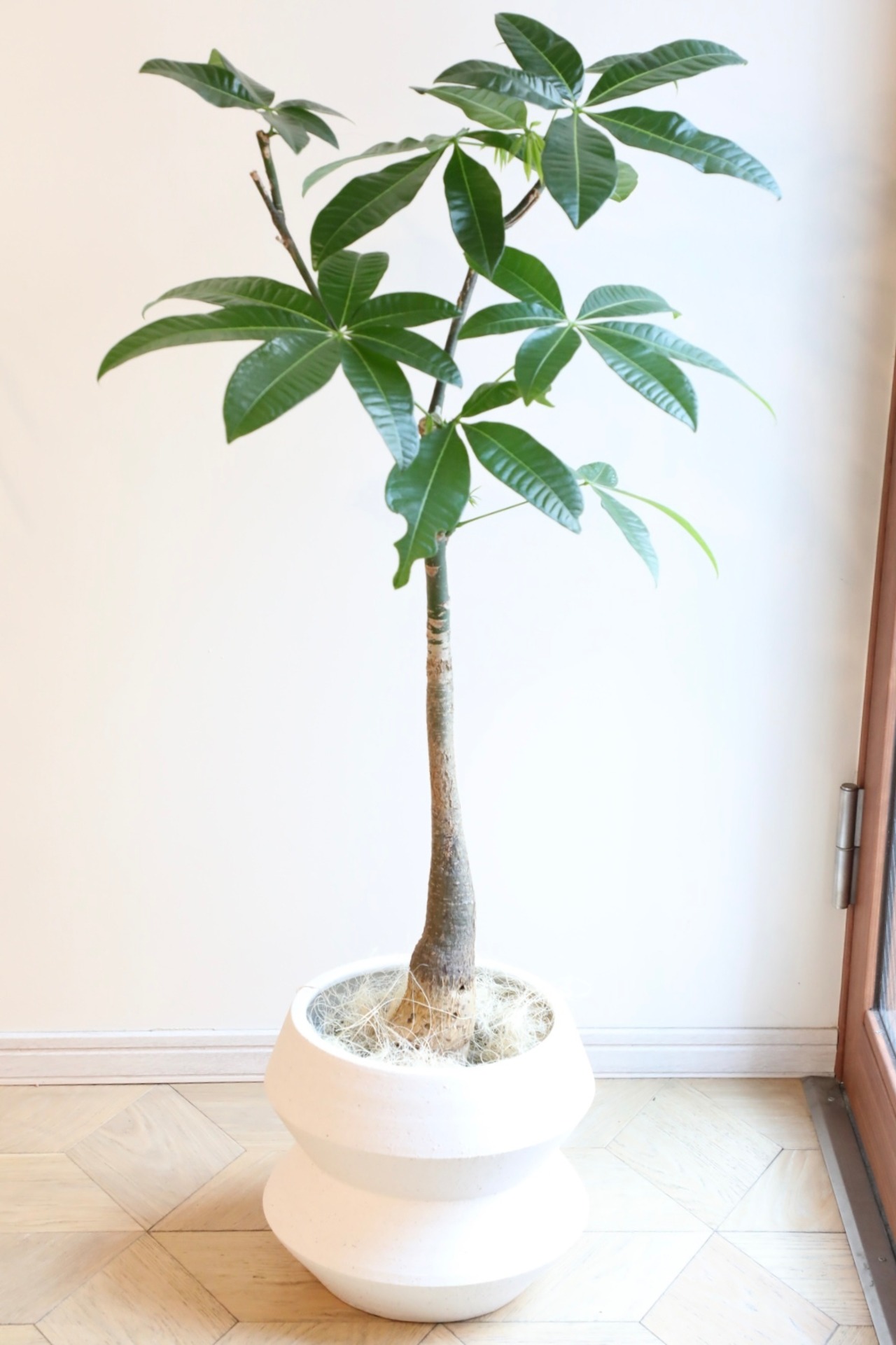 【渋谷区周辺エリア/配送料無料】【L】【116cm】パキラ /Pachira ※鉢カバー別売り