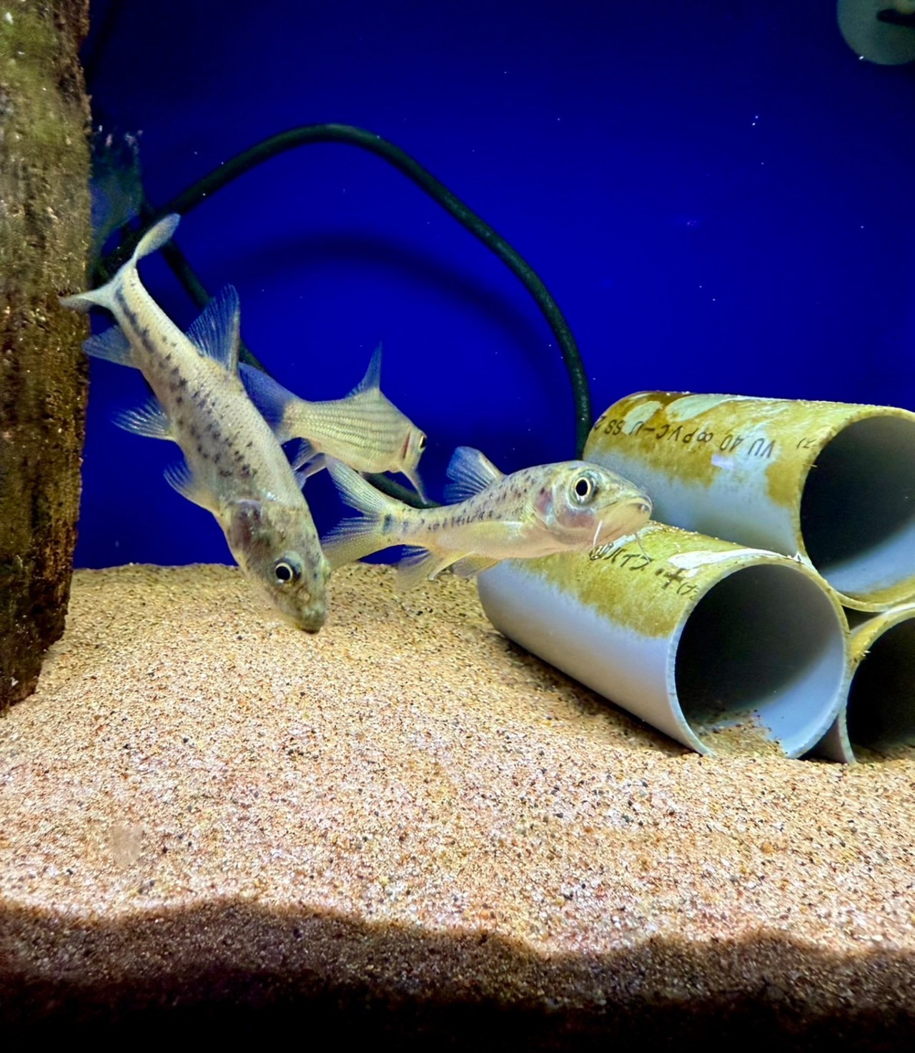 ペルコキプリス・ピンギ - 2