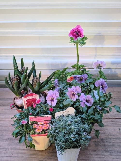 ピンク～ラズベリー系 春の花苗セット【小／５苗入り】