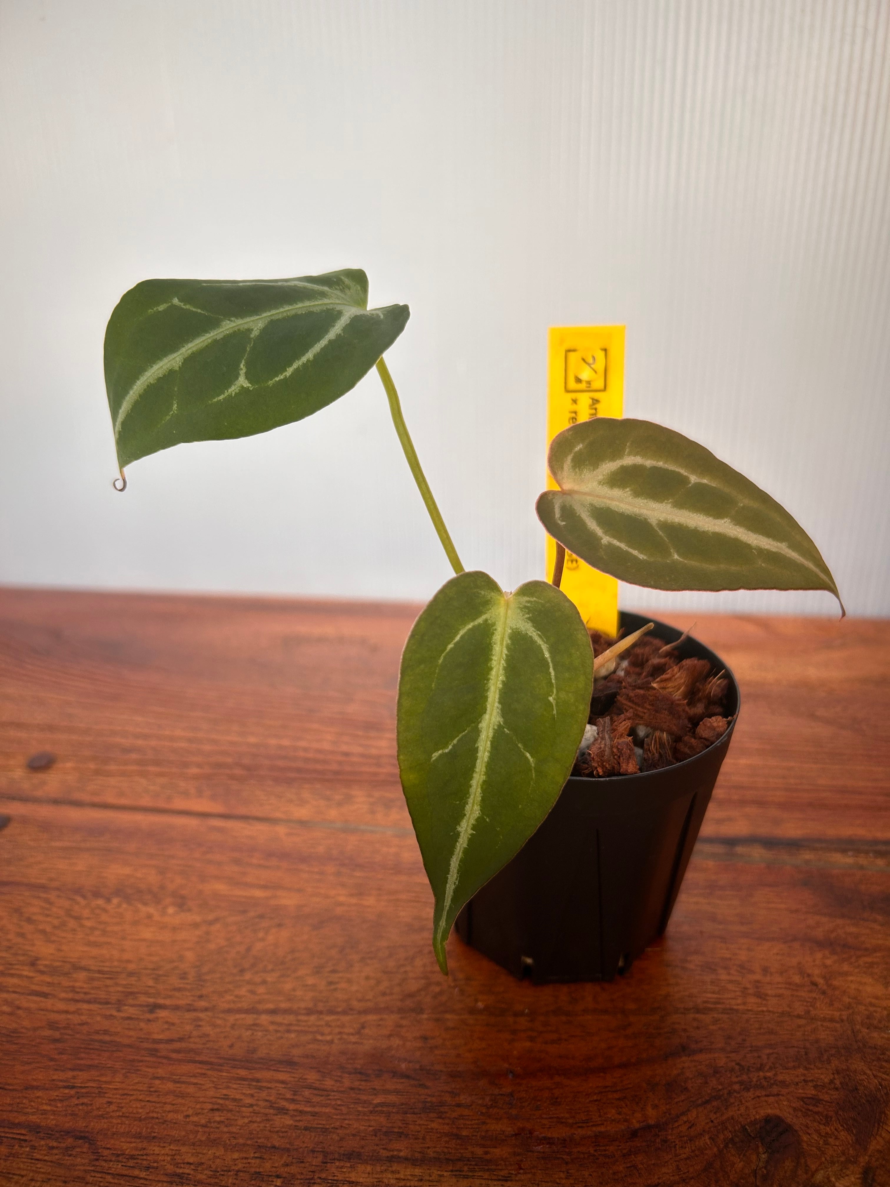 Anthurium | BA PLants