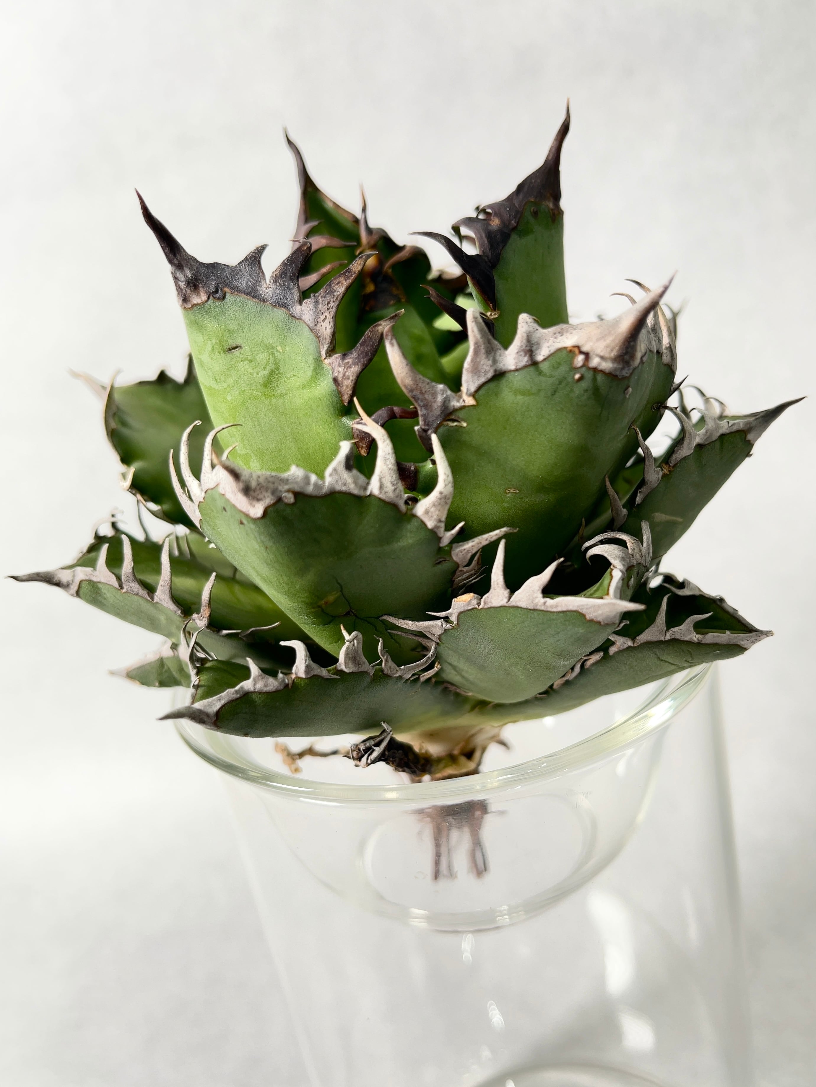 アガベ・レッドキャット 2 | trigger