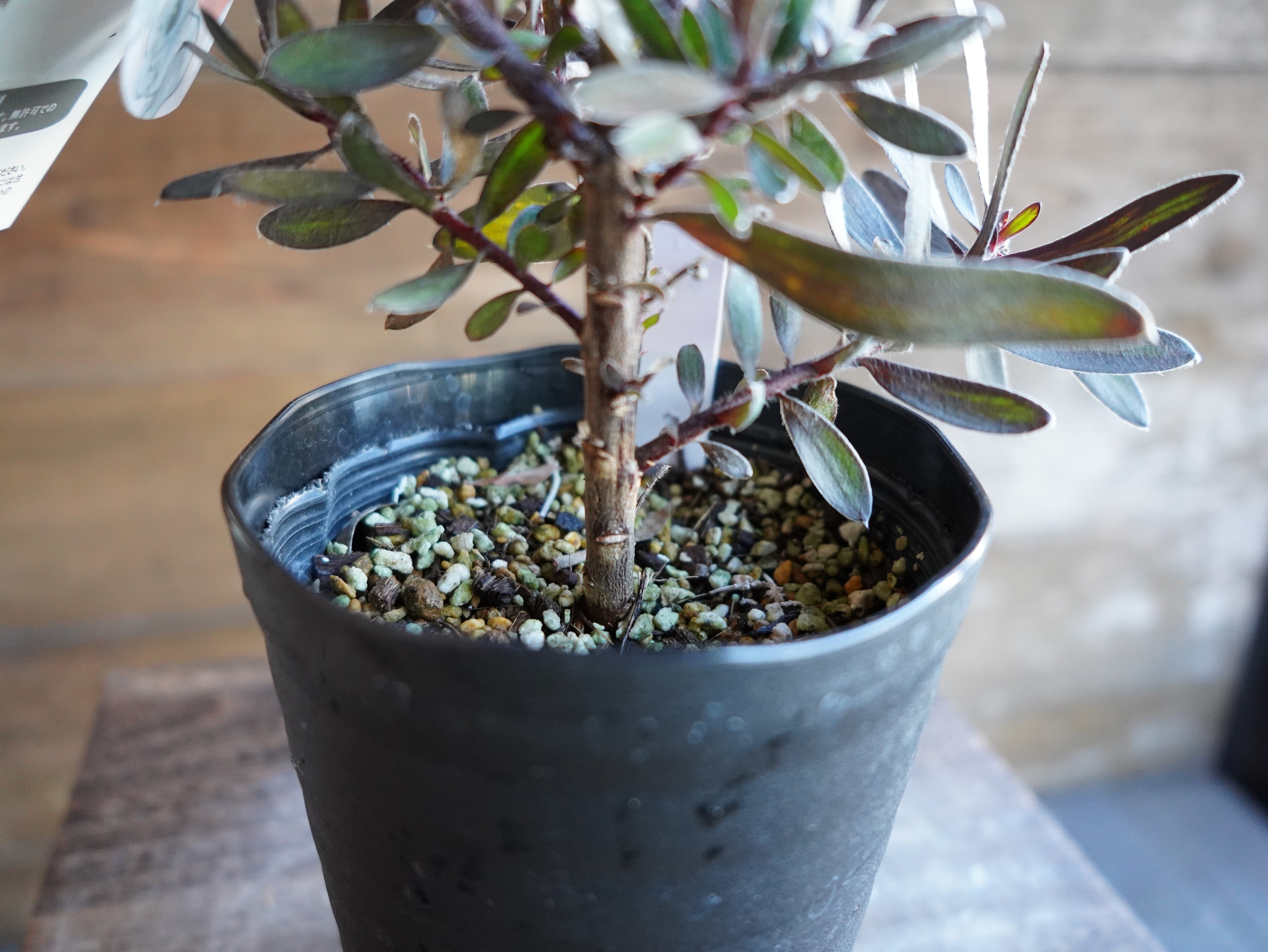 【現物】リューカデンドロン　”エボニー”　B