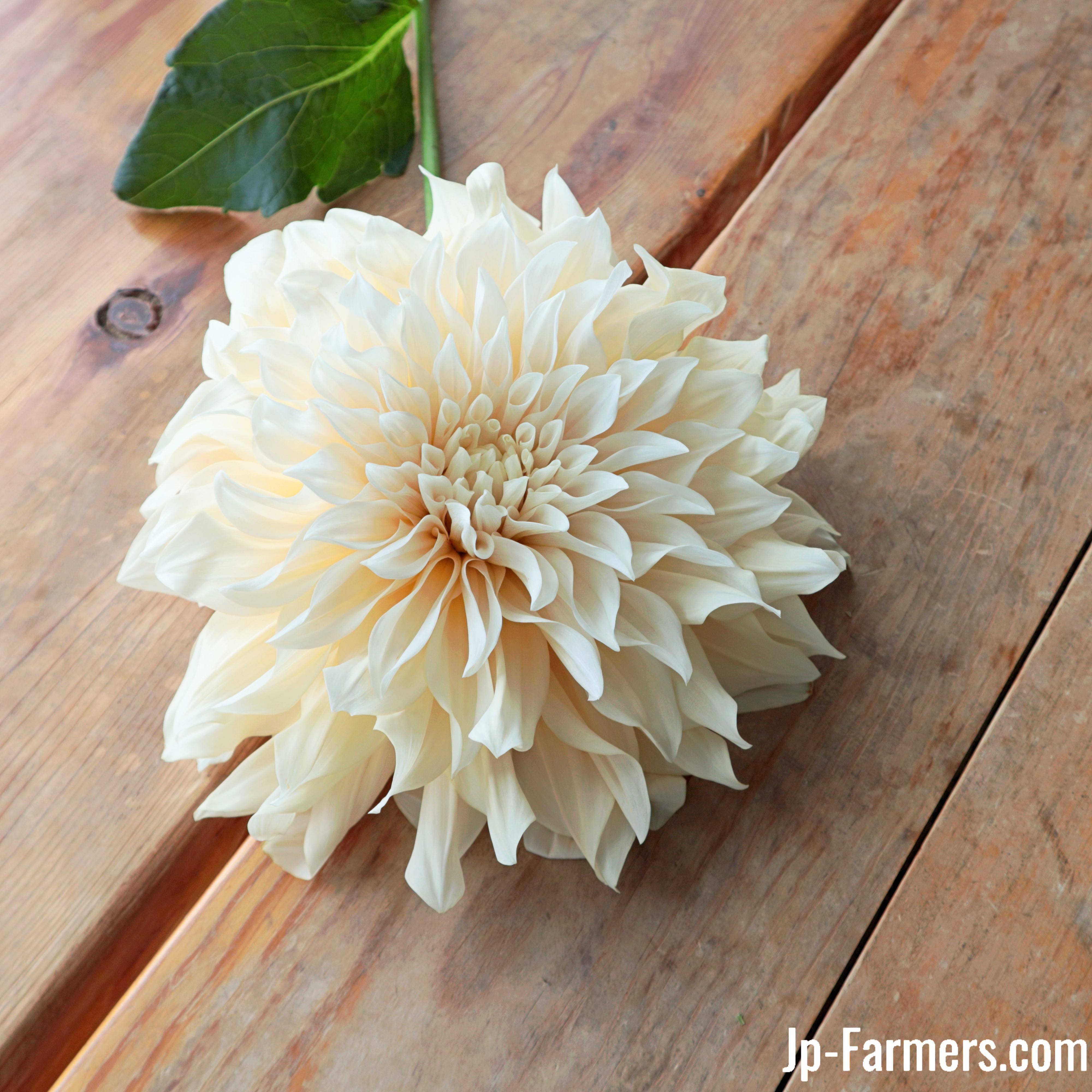 稀少で繊細！だけど虜になるダリア カフェオレ 5本 | 新鮮お花問屋 Jp