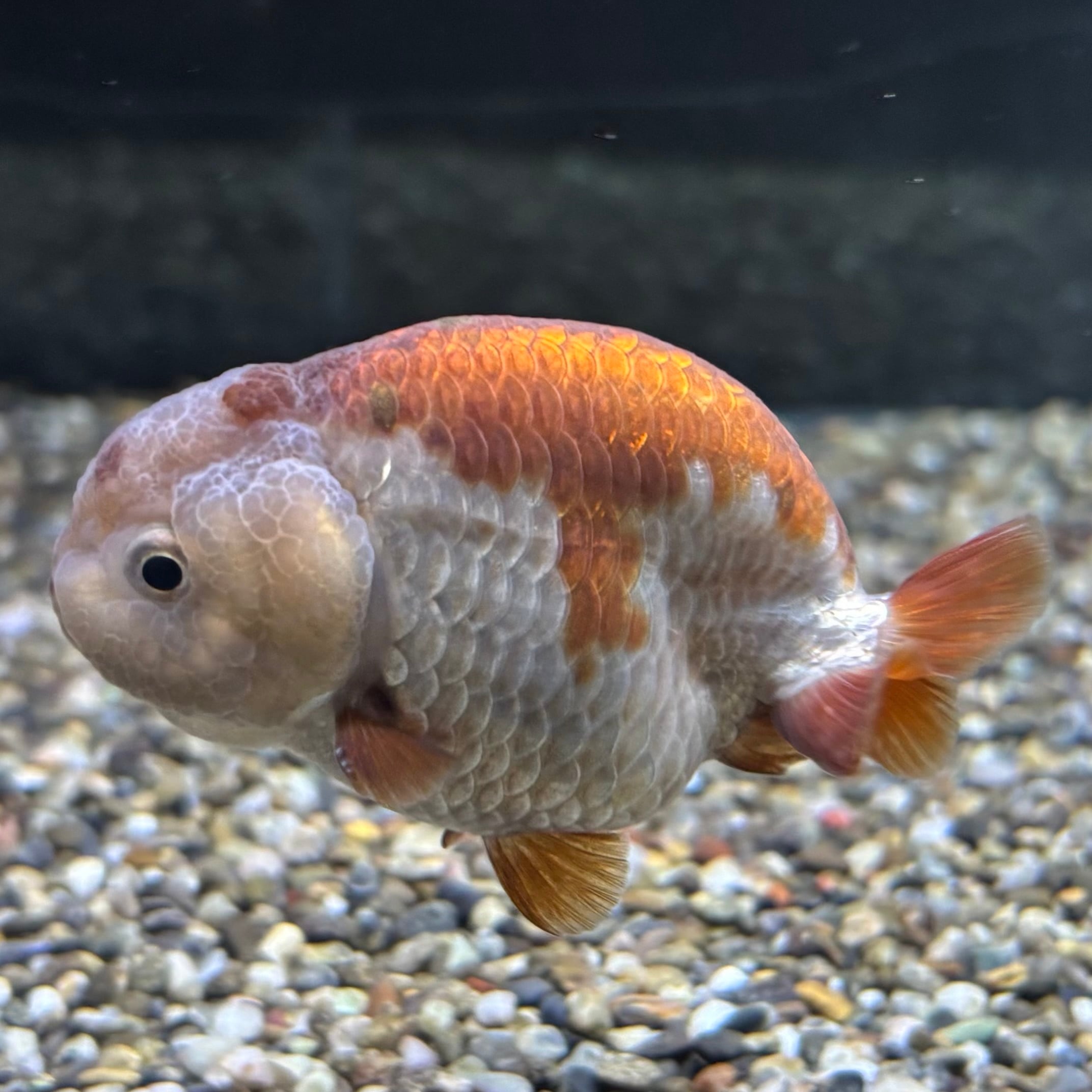 らんちゅう | 金魚・熱帯魚専門店 AquaPro.H