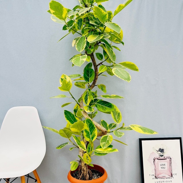現品］80番 フィカス アルテシマ 曲がり 10号 尺鉢 観葉植物 室内 大型 