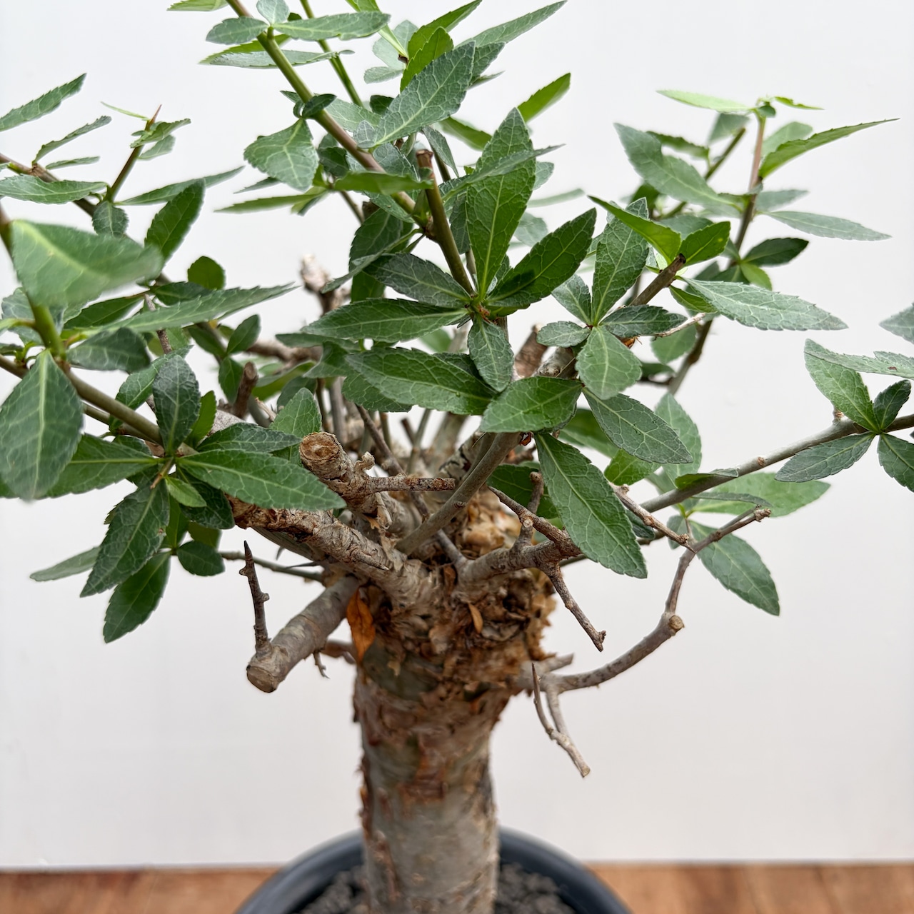 Commiphora kua【コミフォラ・クア】