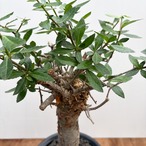 Commiphora kua【コミフォラ・クア】