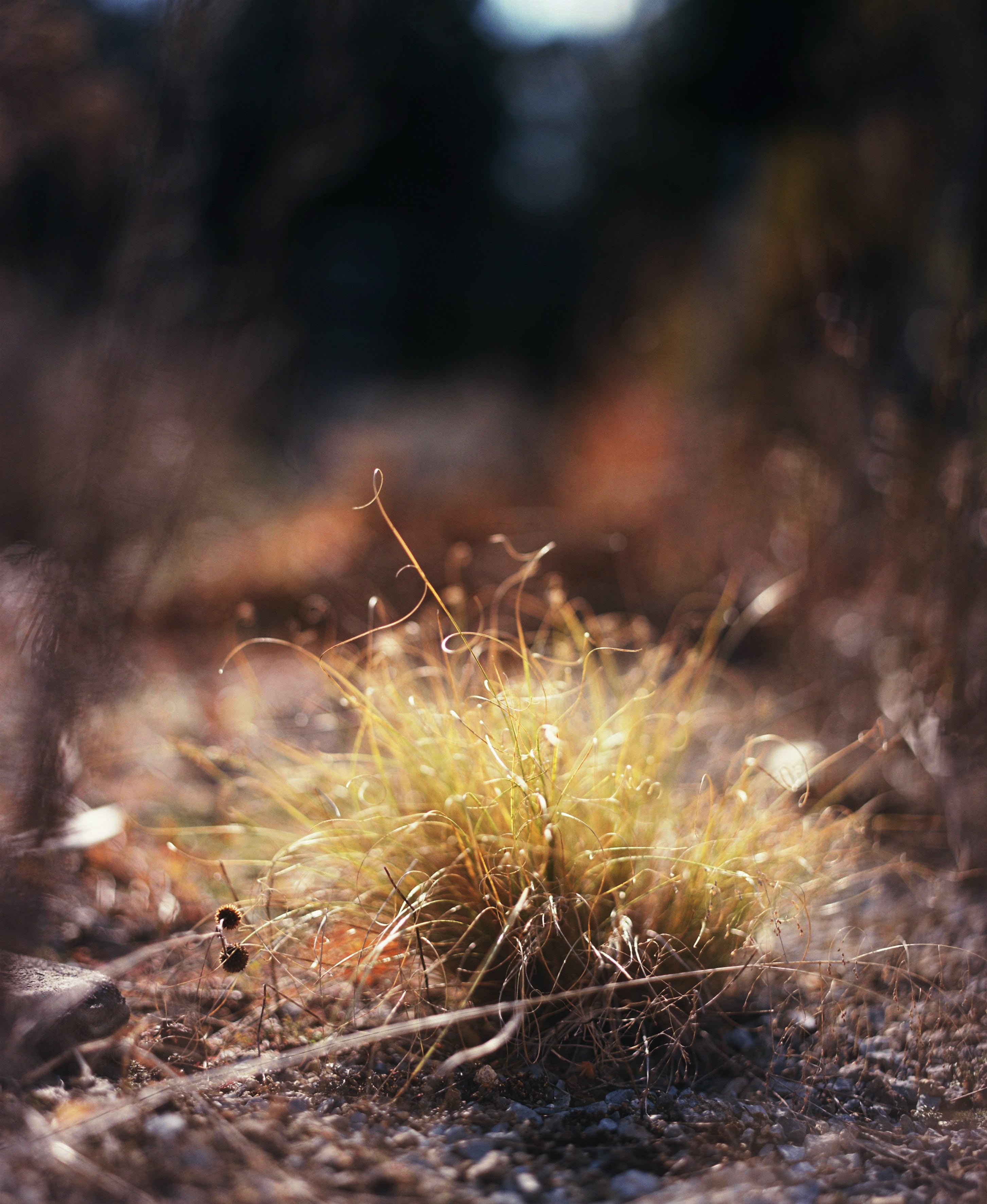 残間奈津子(写真)初春の草 (植物・大四つサイズ③)
