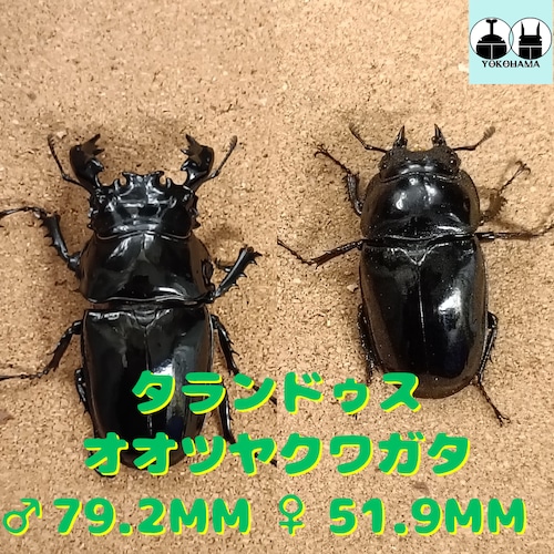 タランドゥスオオツヤクワガタ ♂ 79.2mm、♀51.9mm ペア 販売中