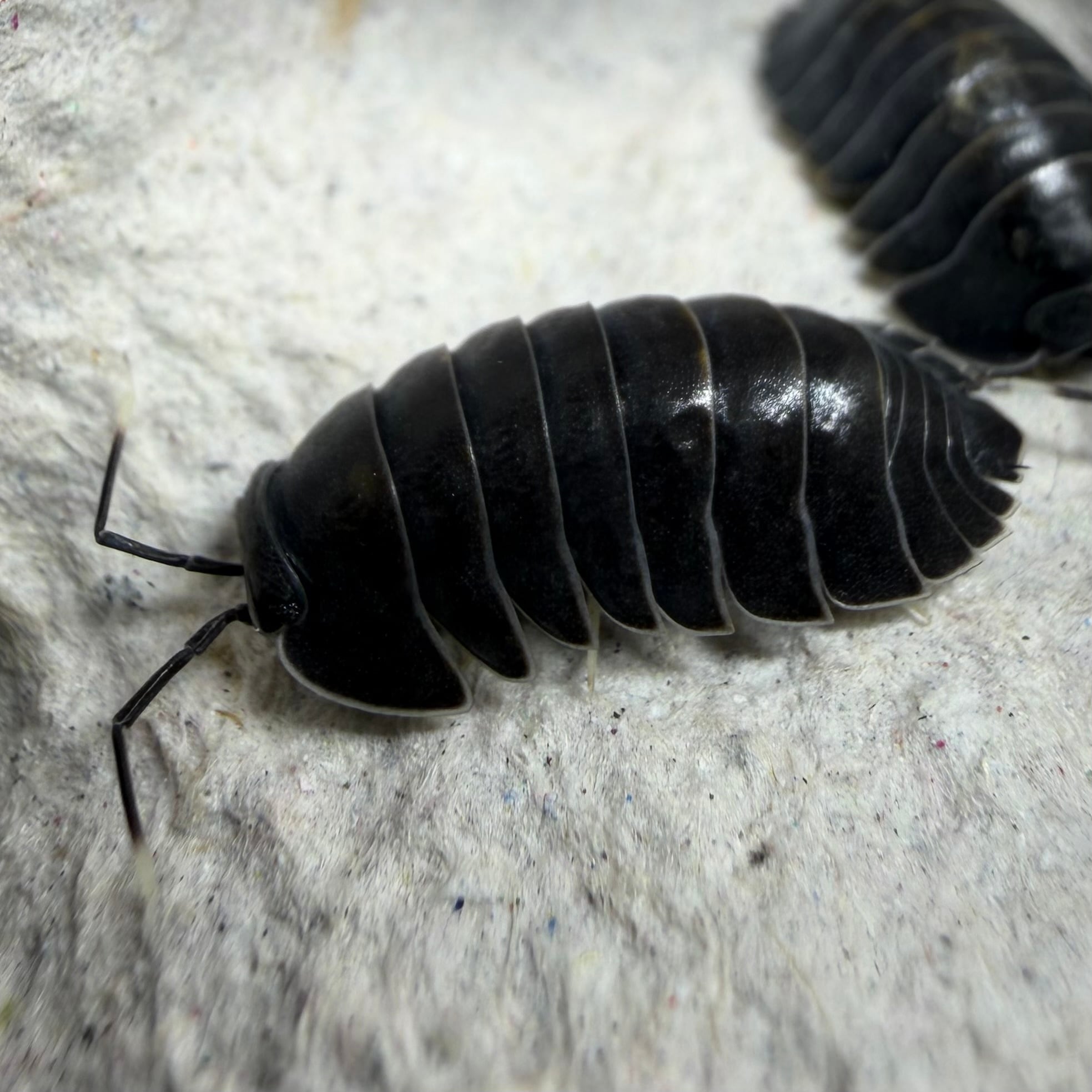 ブラックホールダンゴムシ 5匹セット | 昆虫ショップ BUG FOREST