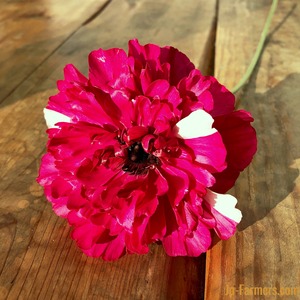 フラワースピリットのラナンキュラス　『シャルロットローズ』10本　　