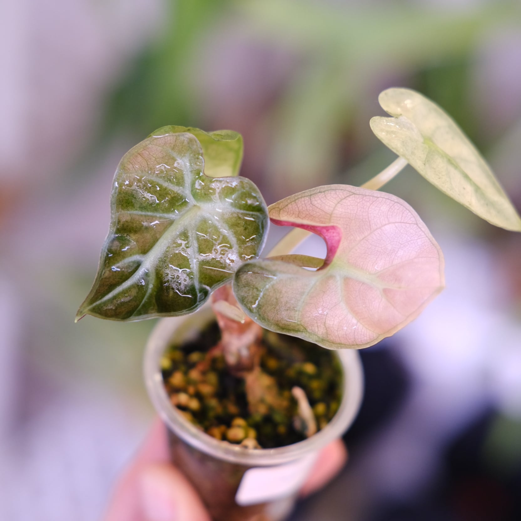 アロカシア ハートバルーン ピンク 台湾form ALOCASIA HEART BALLON PINK VARIGATED│アロカシア ハートバルーン