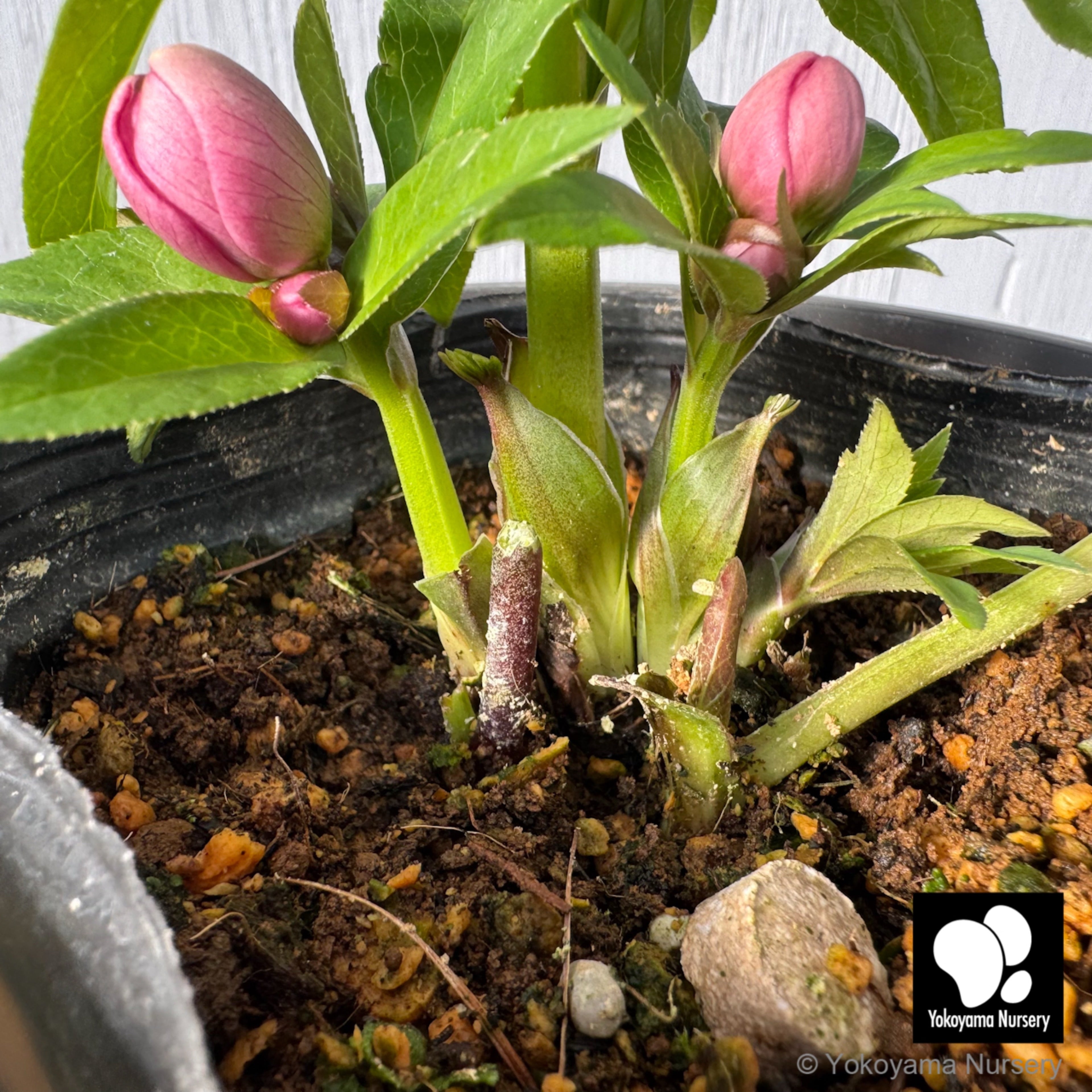 抽選販売】［11］ クリスマスローズ プチドール ピンク ピコティー 4.5