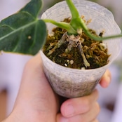 アンスリウム・レガレ / Anthurium Regale㉓│観葉植物