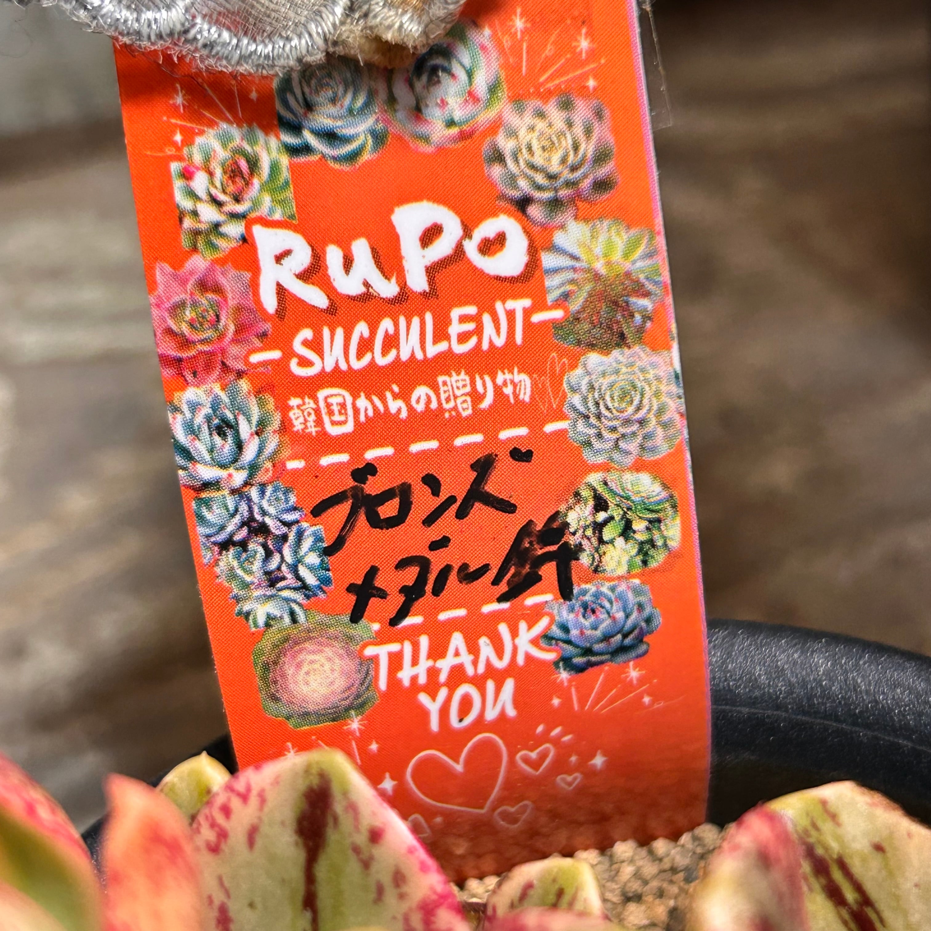 ブロンズメタル(メダル)錦 アエオニウム | RuPo 多肉植物専門店