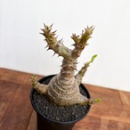Pachypodium windsorii【パキポディウム・ウィンゾリー】