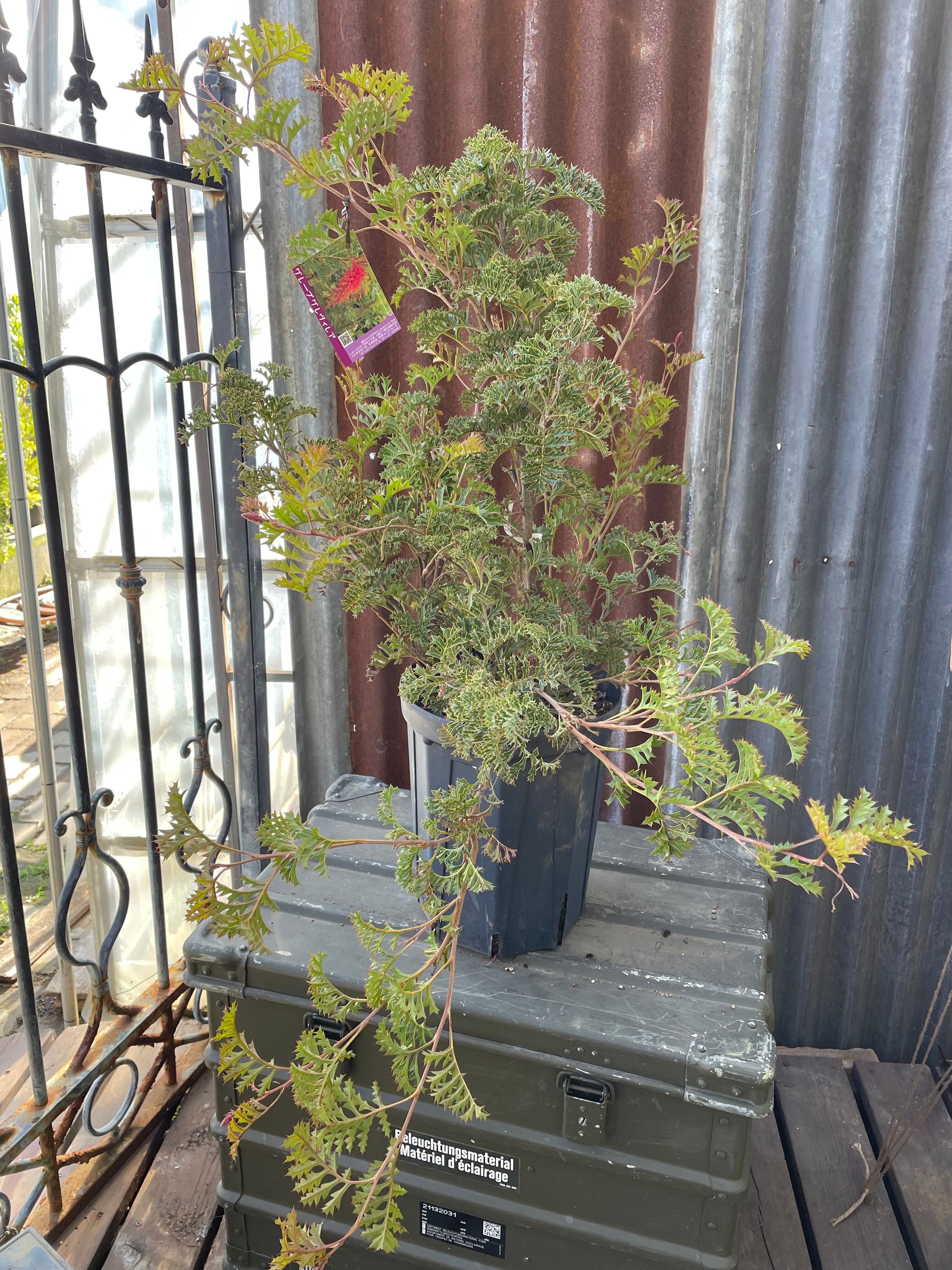 グレープグレビレア グレビレア グレープ① | 沼ノ上農園