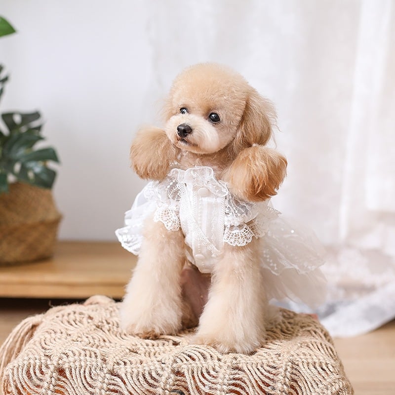 大型犬もOK リボンとフリルのさわやかホワイトドレス リングドッグ