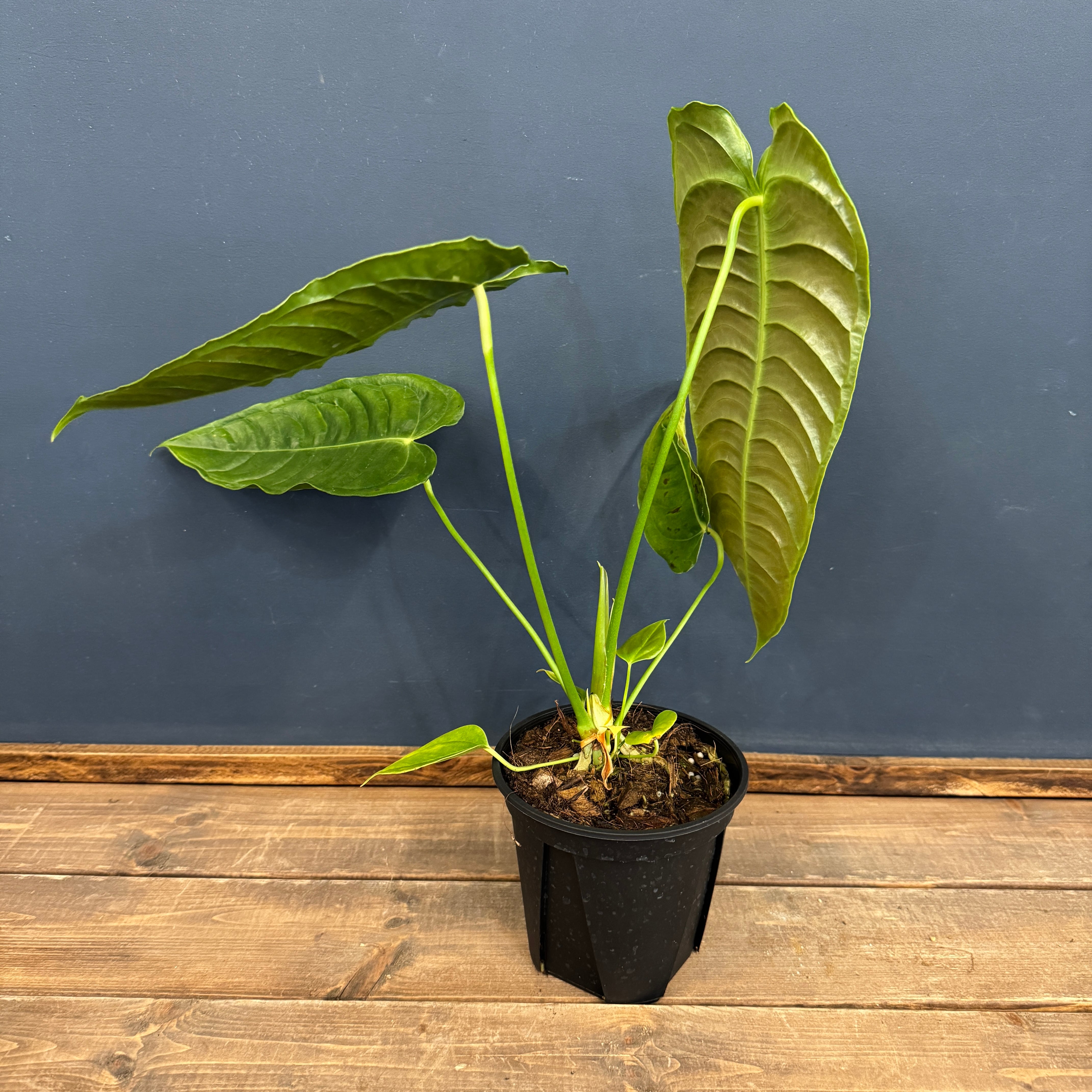 アンスリウム ベイチー【563】 | PROTOLEAF プロトリーフ