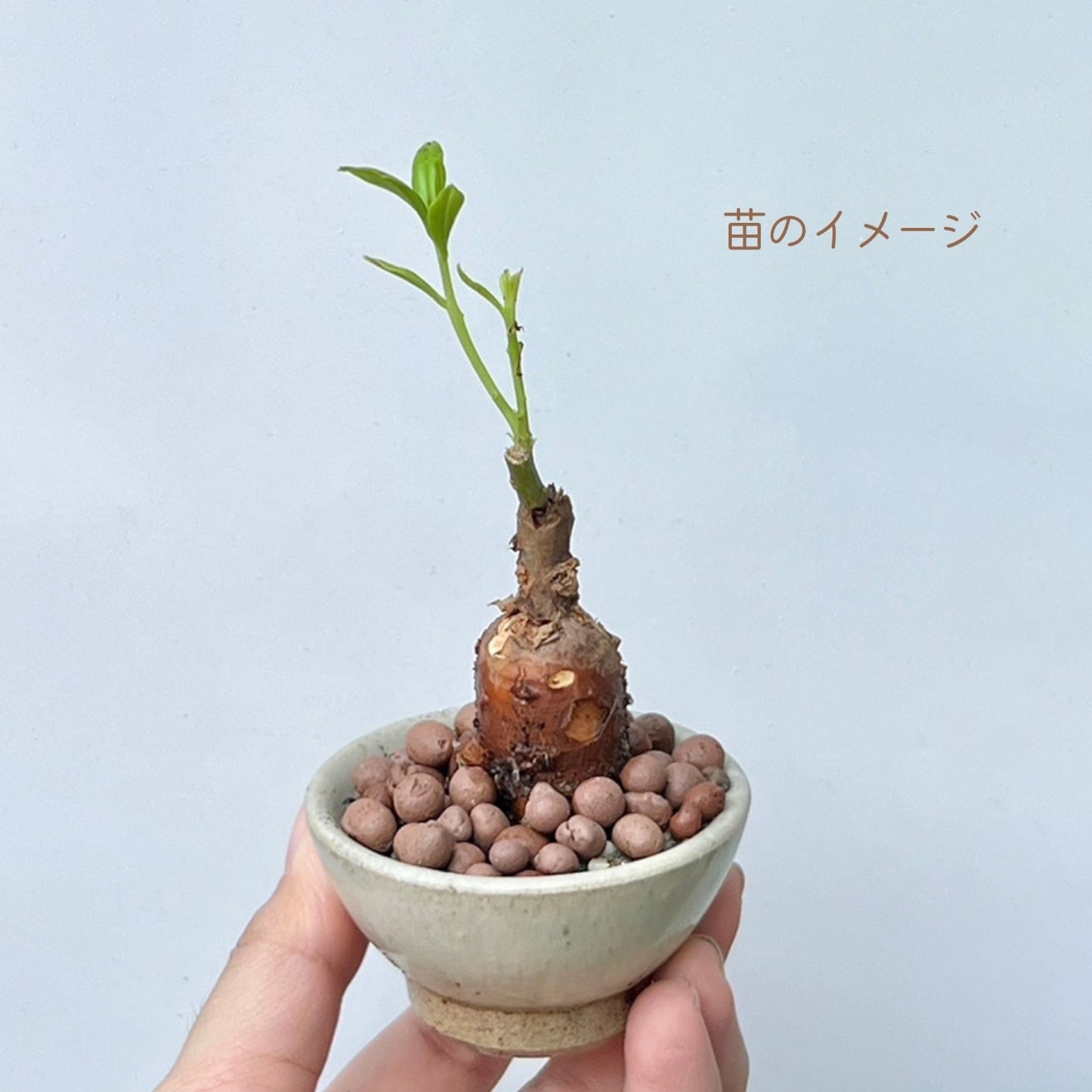 タリナム パニクラーツム 〛Talinum​ Paniculatum 抜き苗 発芽済 塊根