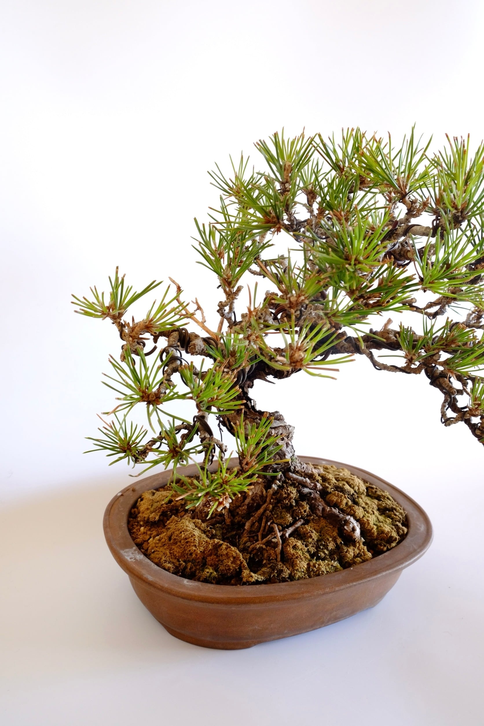黒松 中品盆栽 樹形良好 松柏盆栽_kuromatsu chuhin size. 4. 黒松 Kuromatsu (Black pine) | BONSAI CLUB TOKYO