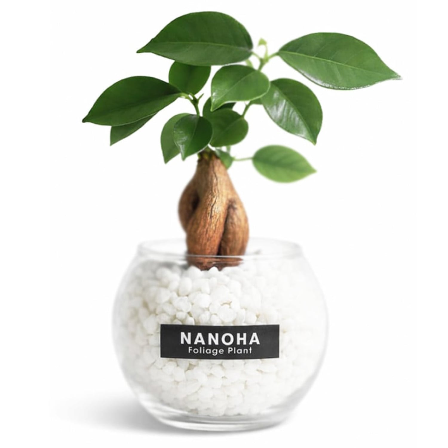 観葉植物まとめ買い問い合わせ グリーンアドバイザー監修】初心者でも育てやすい観葉植物2026年最新