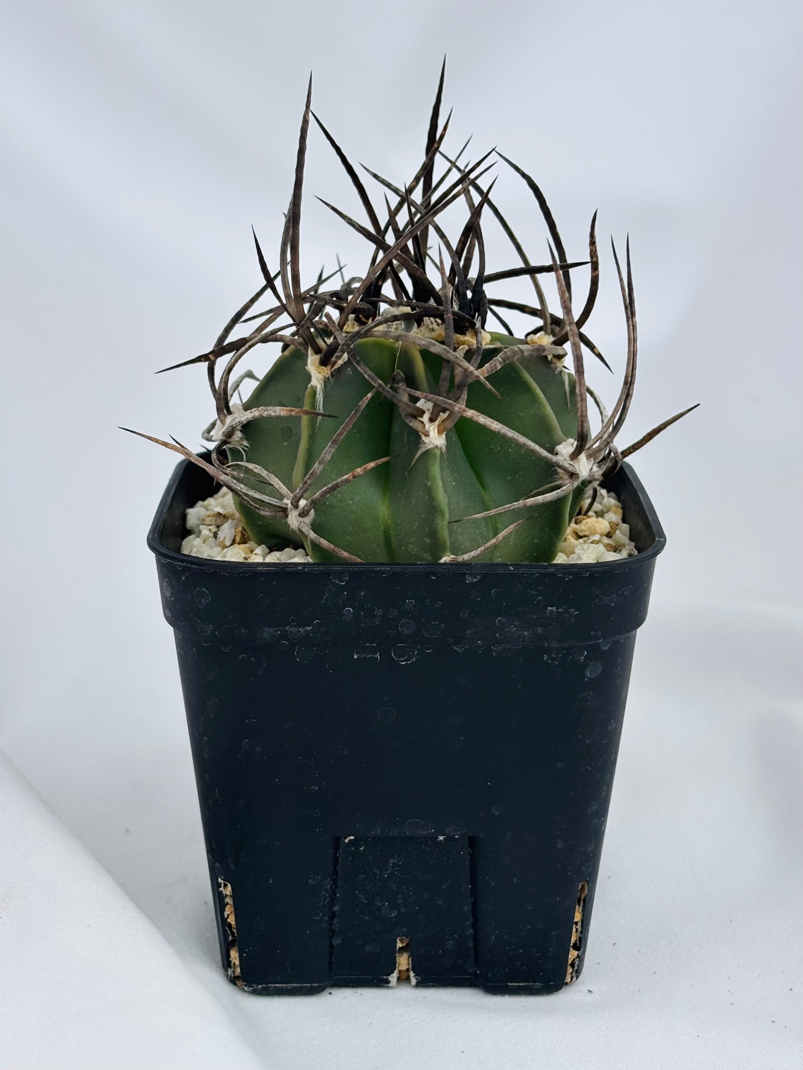 Astrophytum capricorne v. crassispinum アストロフィツム 水牛大鳳玉