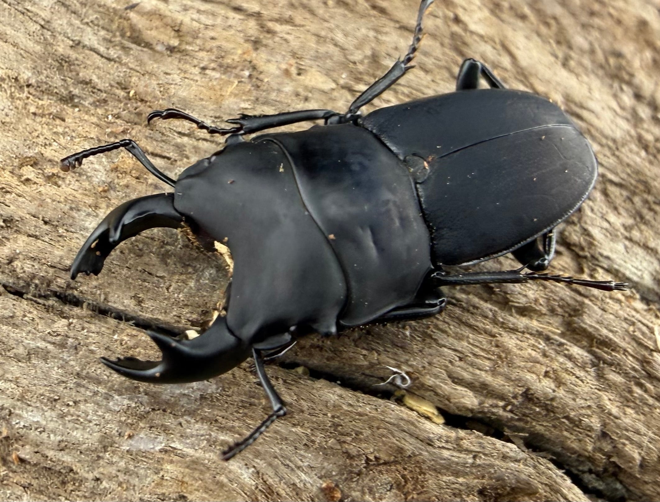 メアレー ミヤマクワガタ ペア No5 飼育種紹介 その70 メアレーミヤマクワガタ | kuwa-yanagawaの