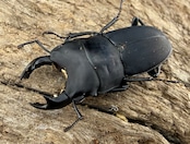 【WF3】《メタドルクス ロトゥンダトゥス 21mm ペア》