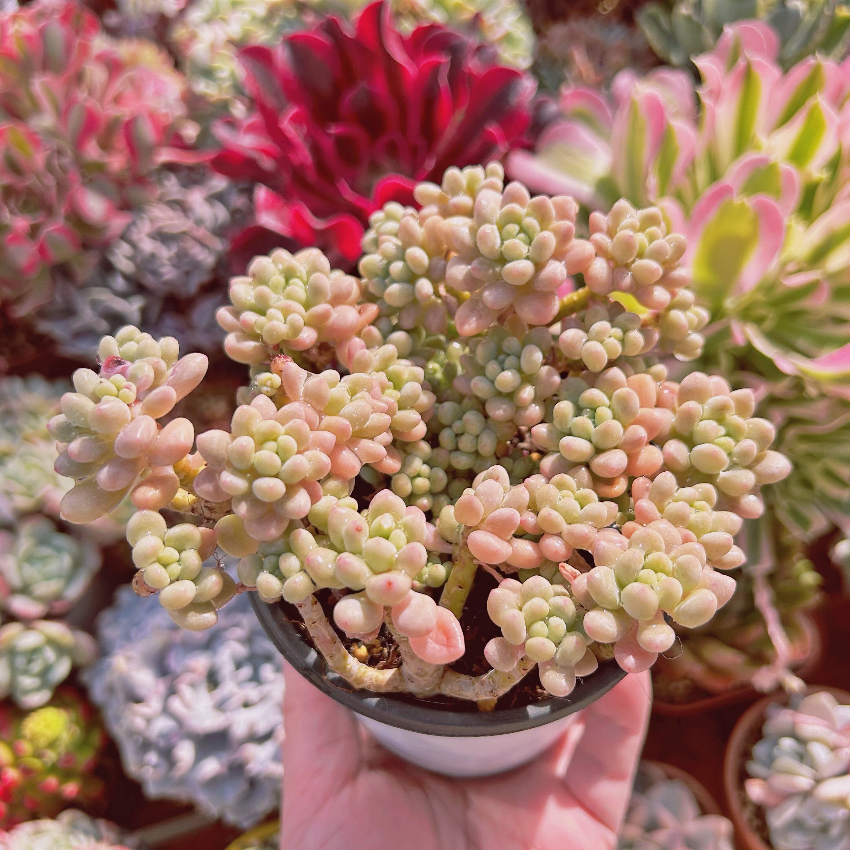 Top【選抜株】多肉植物　264417ロココ　54個　鉢無し/脱土 274現物 多肉植物 ロココ 特大 | るる農園~多肉植物専門