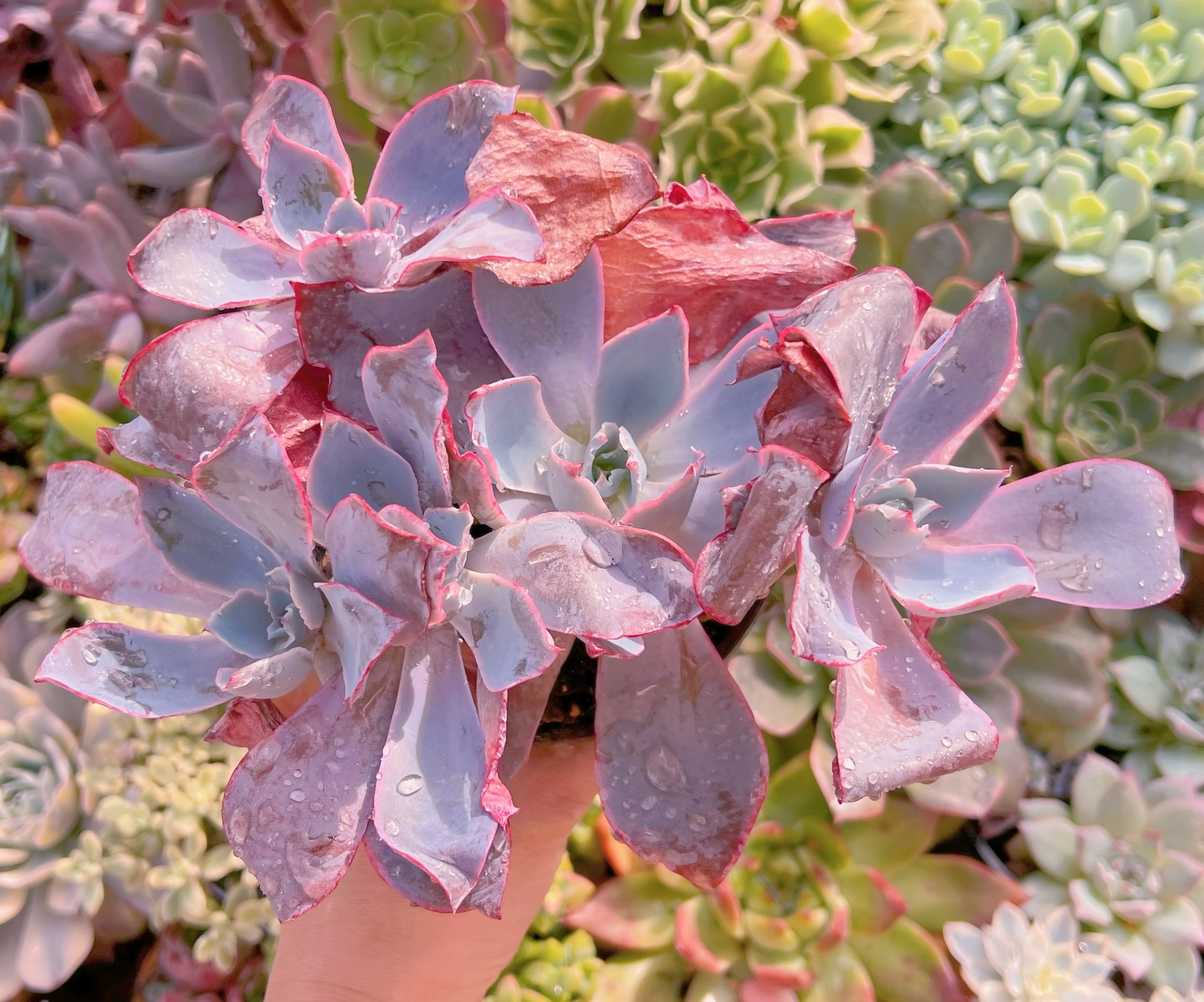 現品　アフターグロー#689　特大群生　新入荷