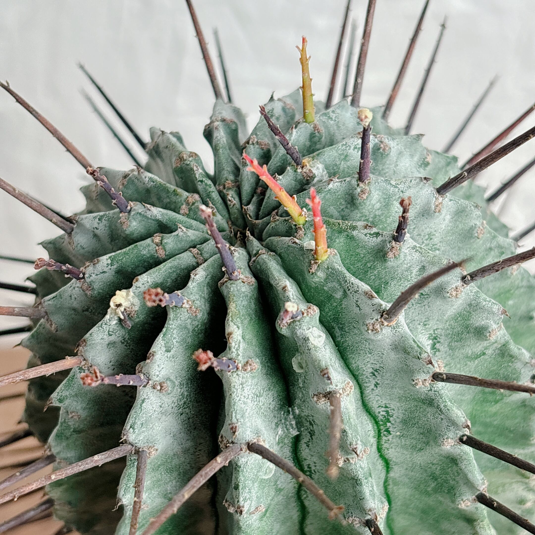 ユーフォルビア ホリダ | yu25plants