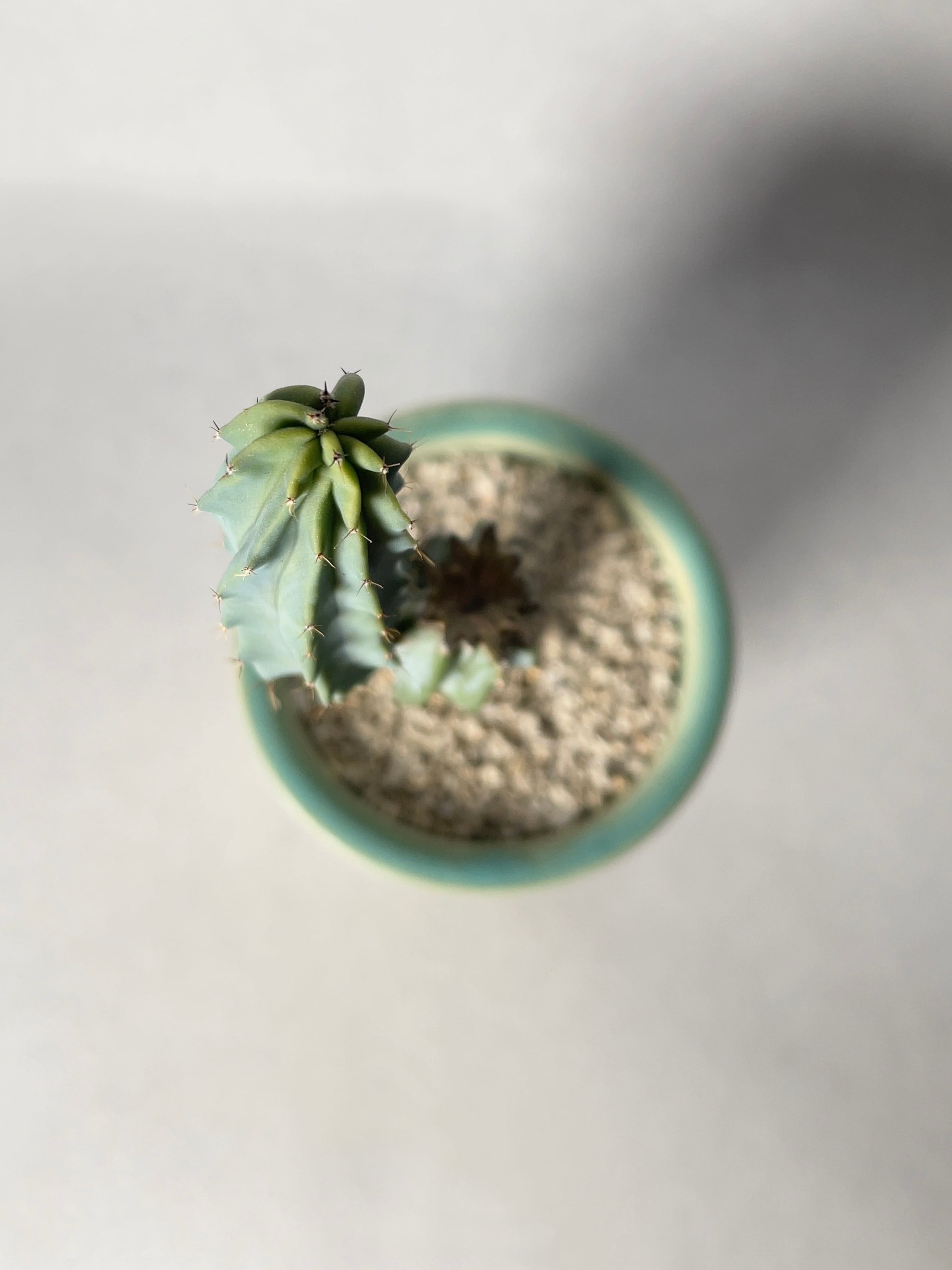 観葉植物 棚卸セール ミルティロカクタス サボテン 竜神木綴化 りゅうじんぼく てっか 3 5号鉢植え おすすめ