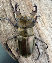 《ウェムケンミヤマ（ヴェムケンミヤマ） 52mm ペア+♂単》