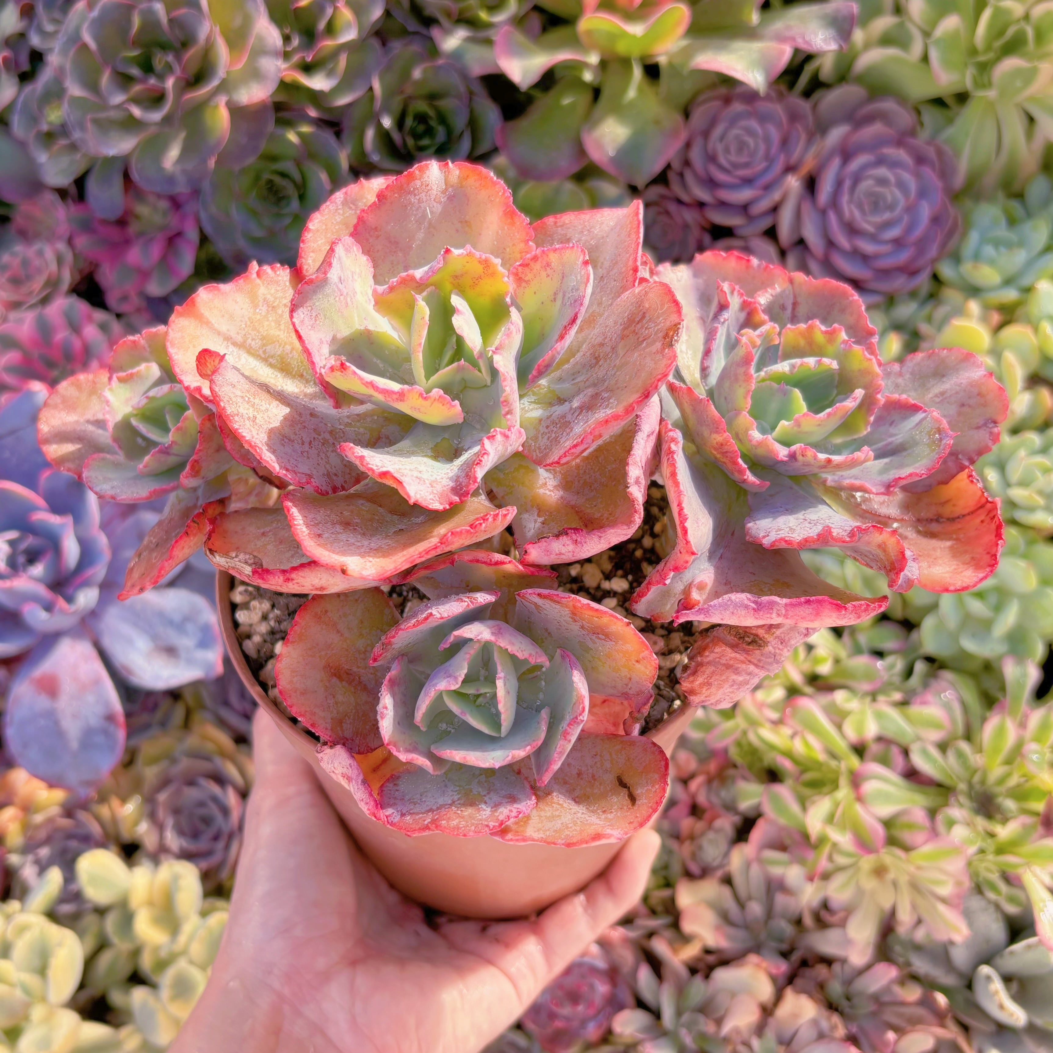 現品　火山女神#888　特大群生　るる農園