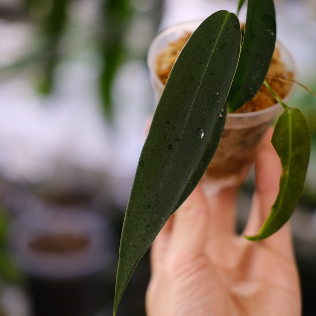 Anthurium wendlingeri② / アンスリウム・ウェンドリンゲリ