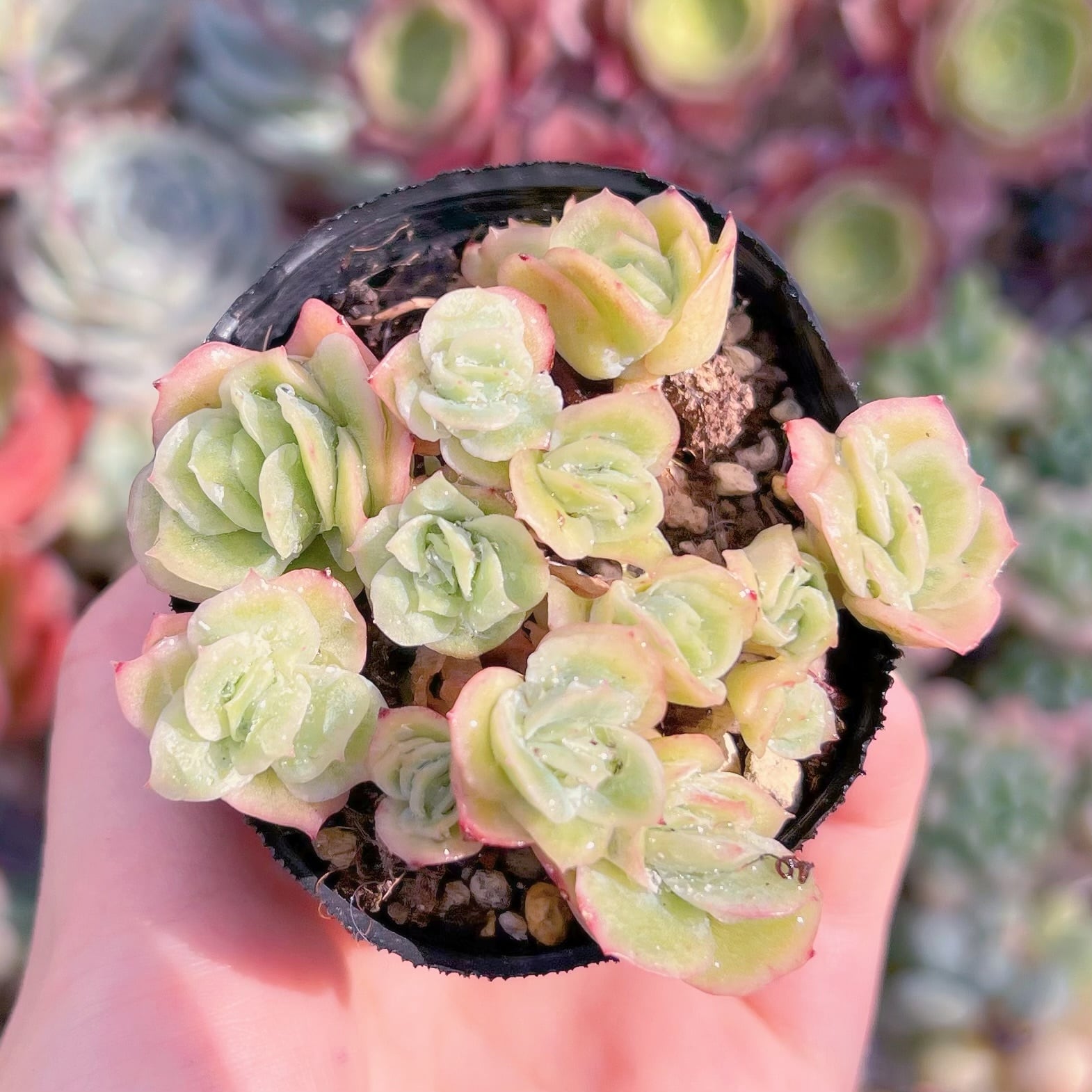 現品　アイスラブリーローズ錦#F227　るる農園