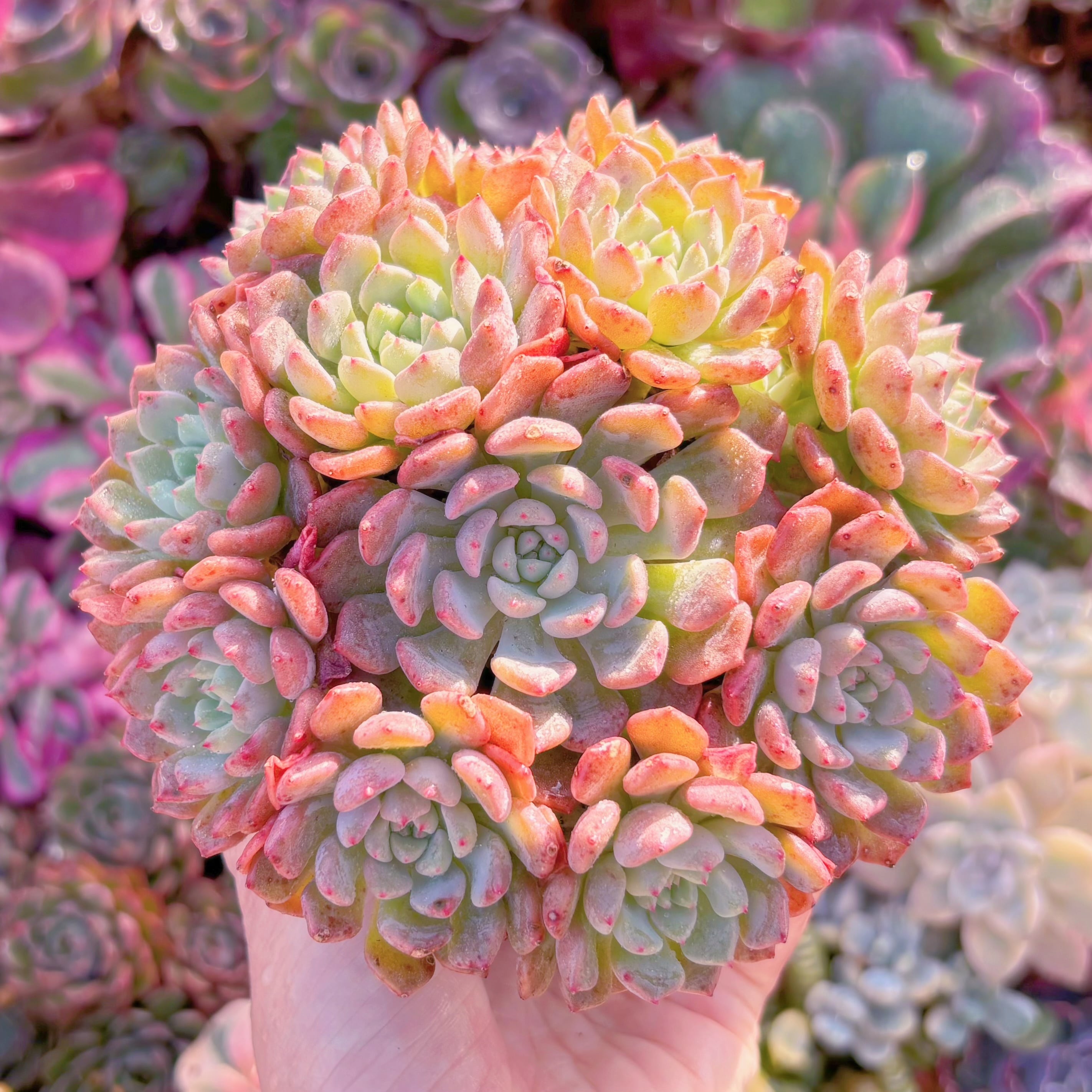 多肉植物　キュートバブル　大群生　在庫僅少　新入荷　るる農園