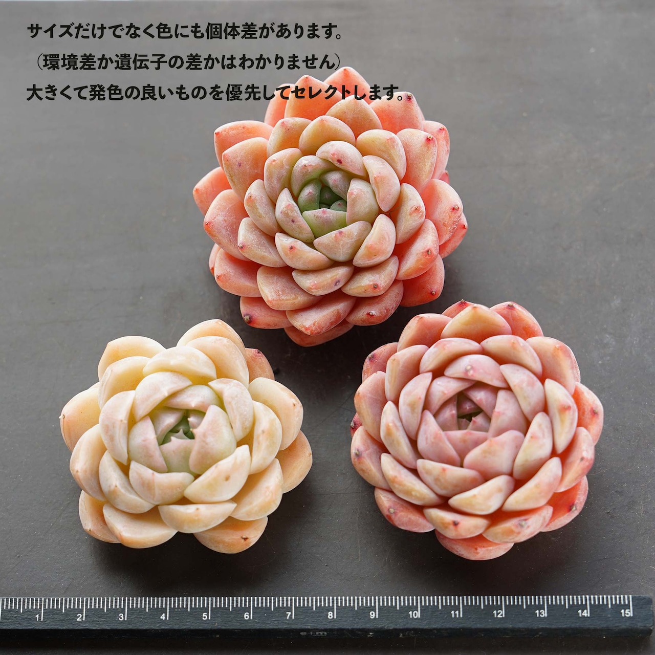 カット苗 ストロベリーミルクシェイク Echeveria 'Strawberry Milkshake'