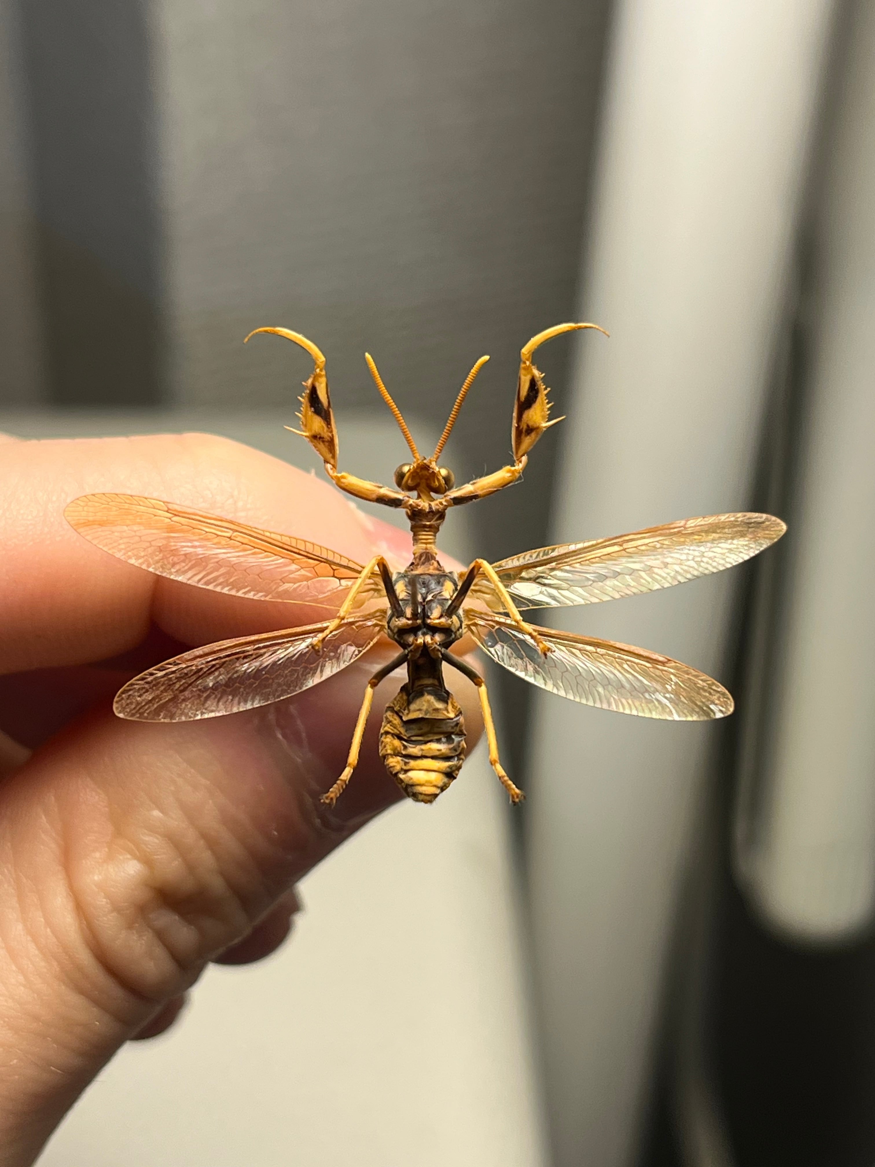 オオイクビカマキリモドキの標本 ハエ カゲロウ かげろう ヘビトンボ