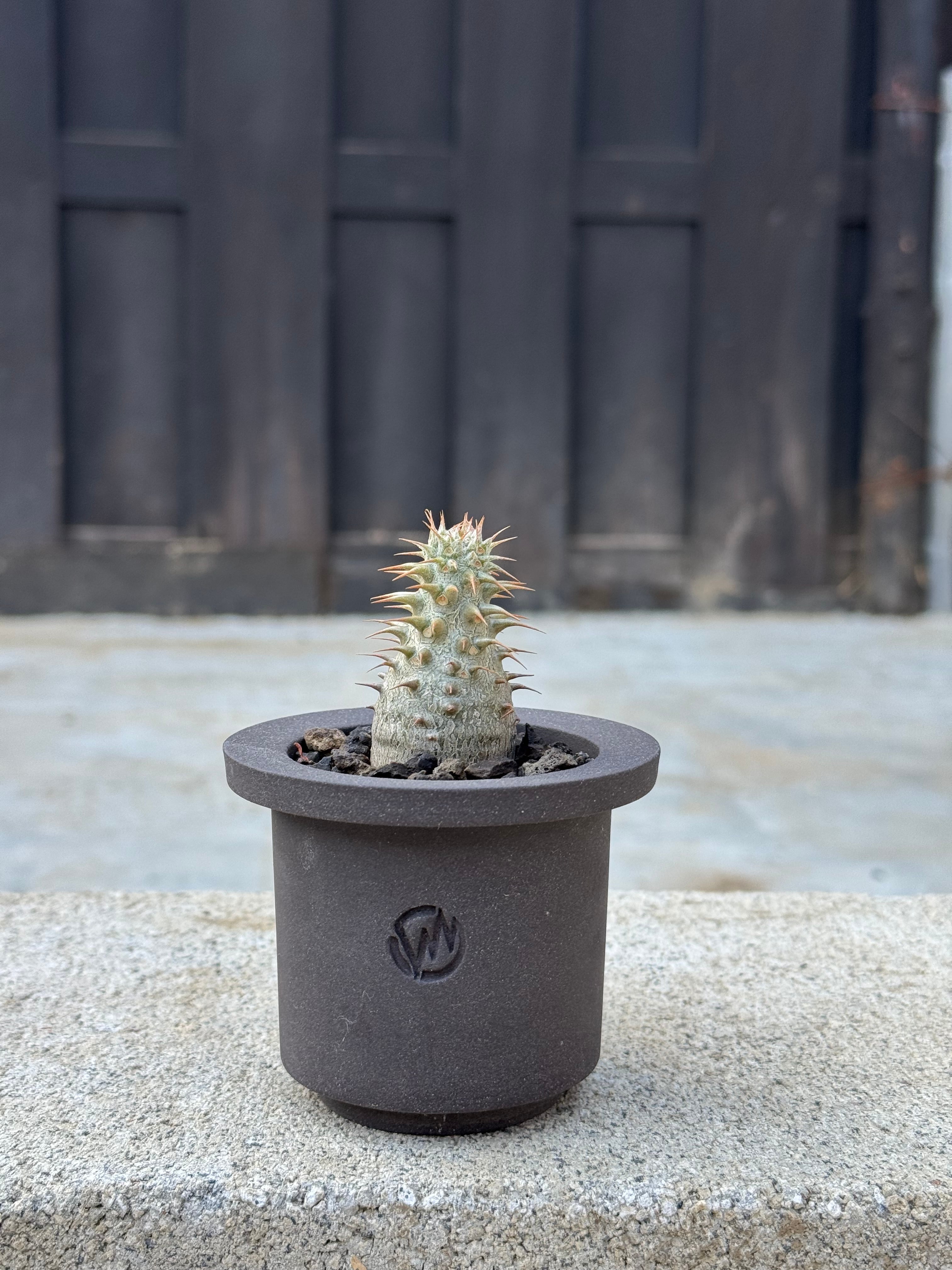 パキポディウム | 青坊主-aobouzu-