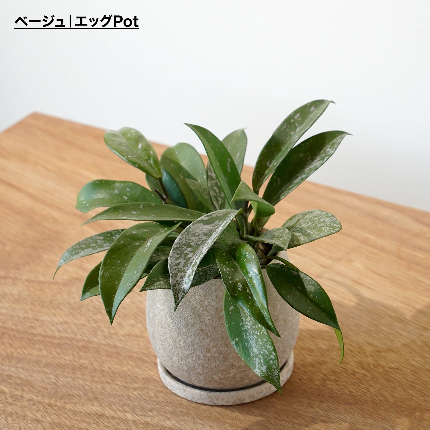 ホヤ プビカリクス シルバーピンク | AYANAS（アヤナス）｜観葉植物の