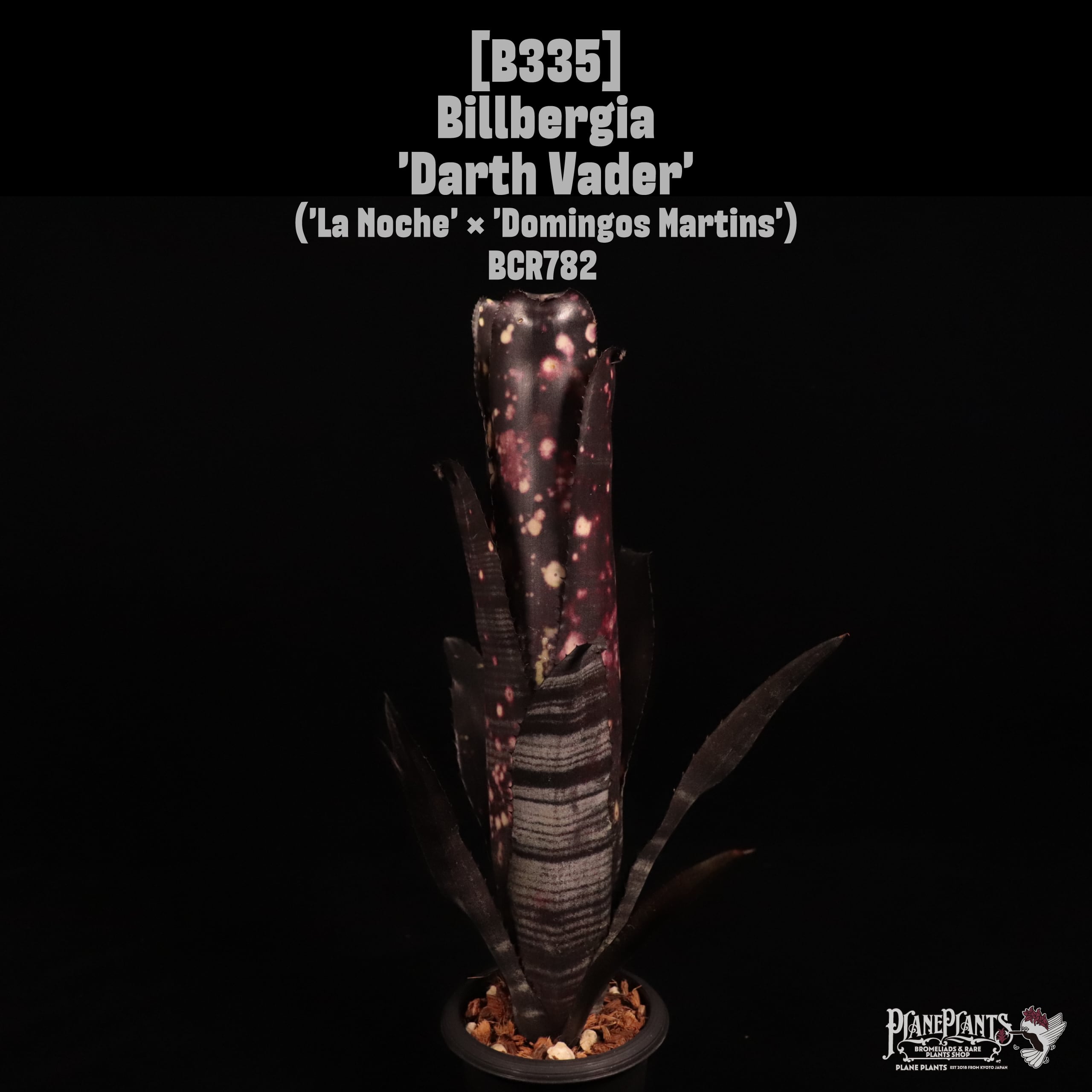 Billbergia ビルベルギア ダースベイダー Darth 'Darth Vader Vader