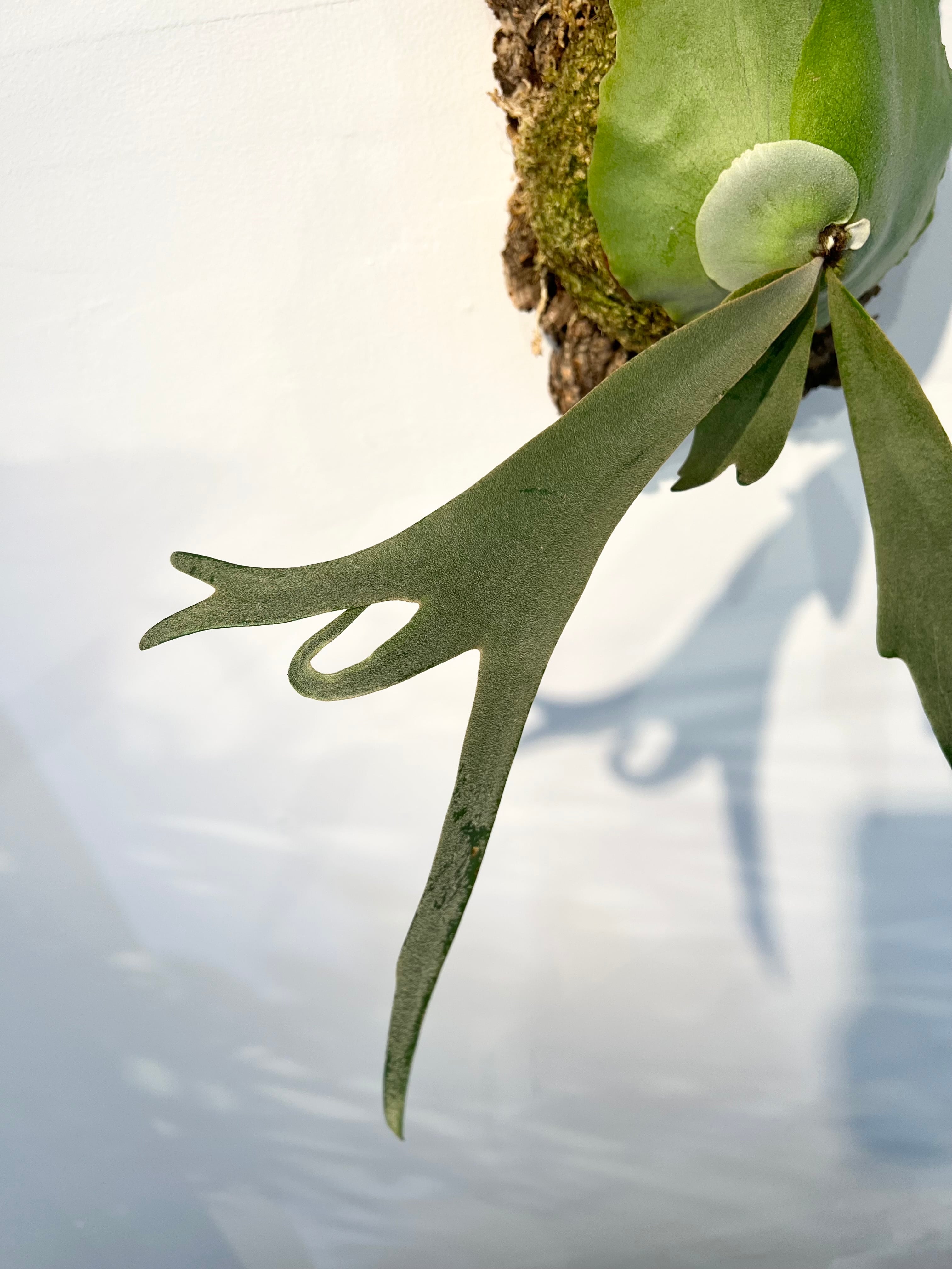 P. willinckii 'Yellow Moon' ビカクシダ 'イエロームーン' | vandaka