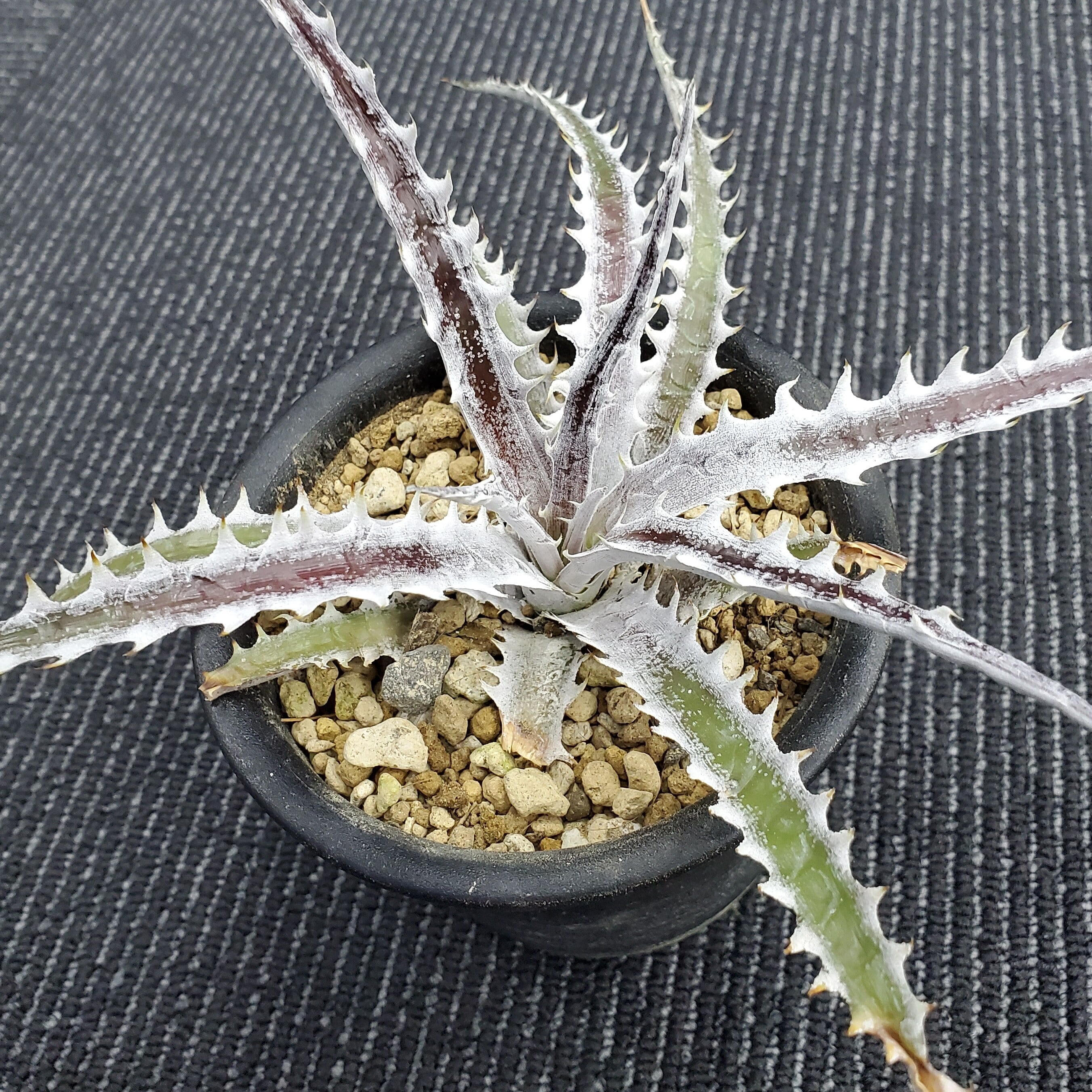 Dyckia goehringii new form ディッキア 子株