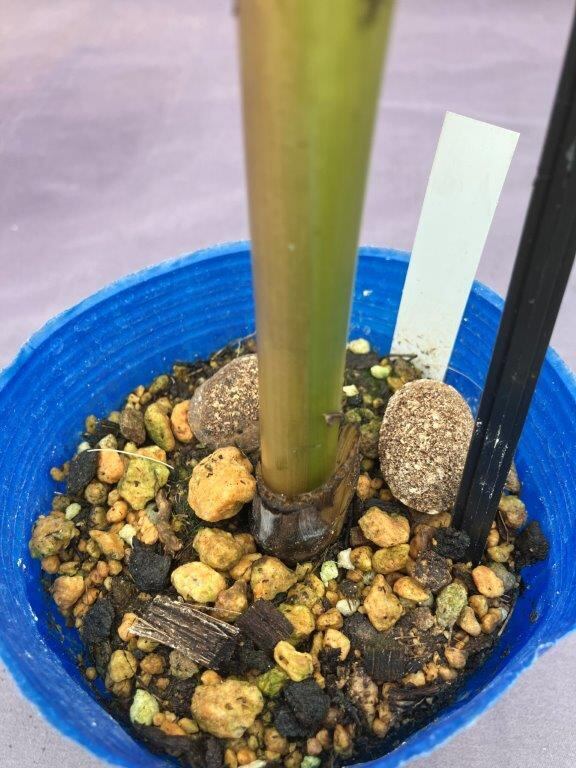 バナナ【アイスクリームブルーバナナ】4号 | 日本ライン花木センター